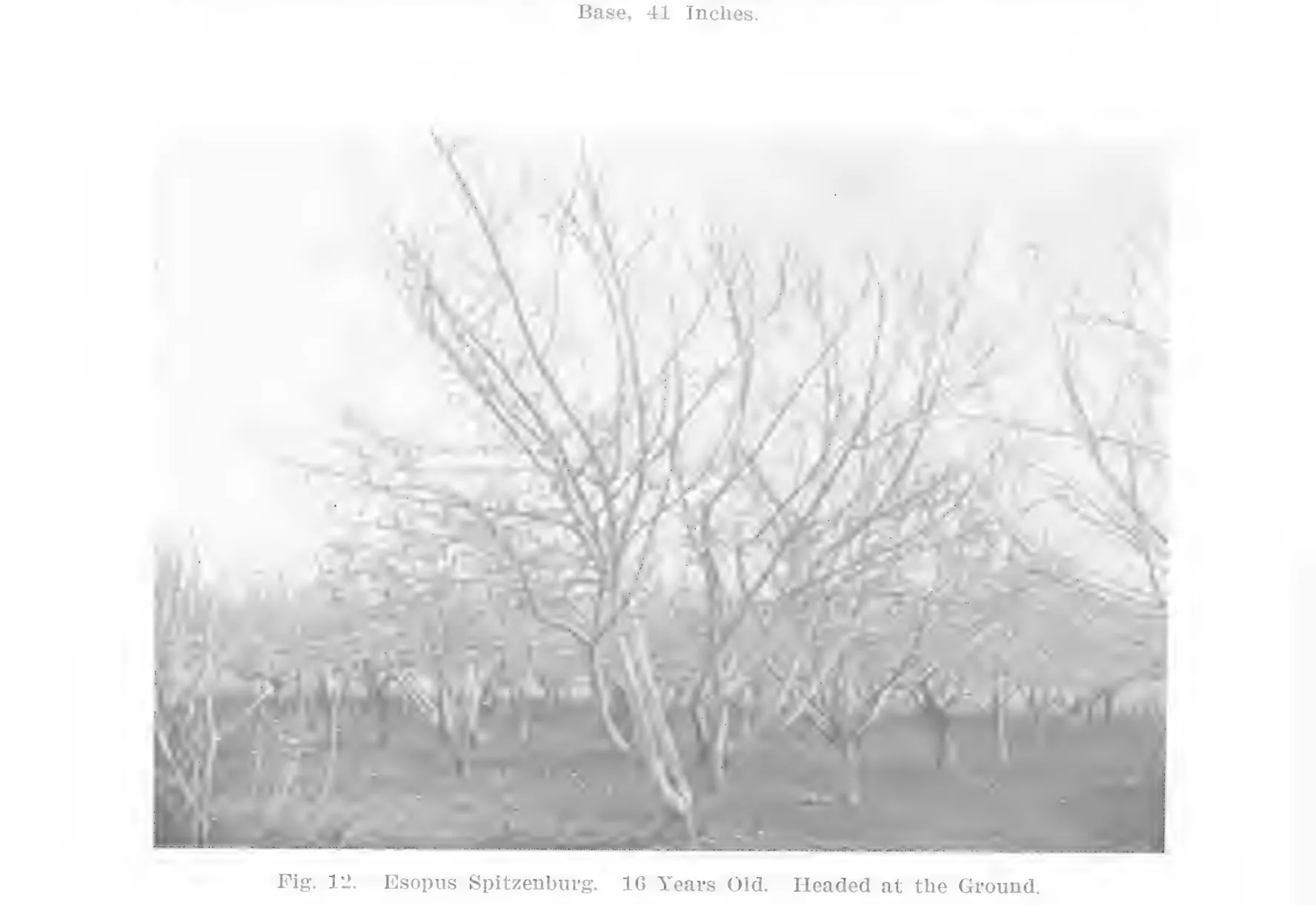 Illustration from Lowther (ed.), Encyclopedia of Practical Horticulture (1914)