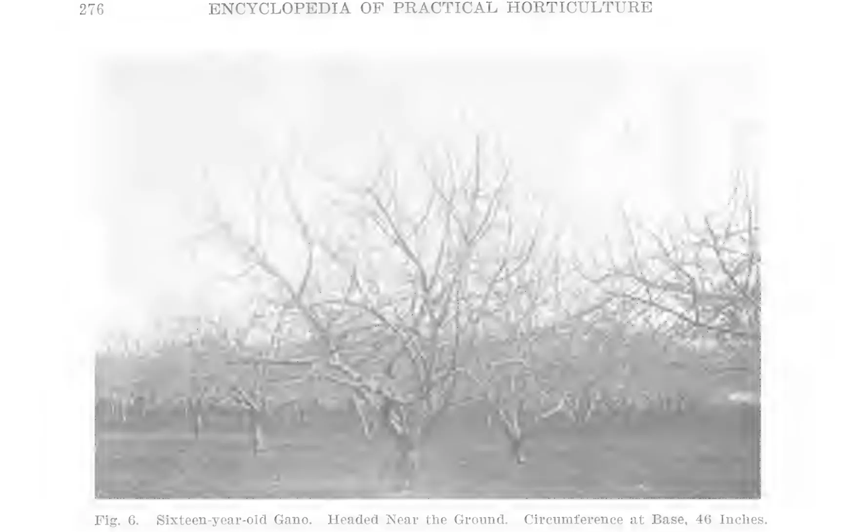Illustration from Lowther (ed.), Encyclopedia of Practical Horticulture (1914)