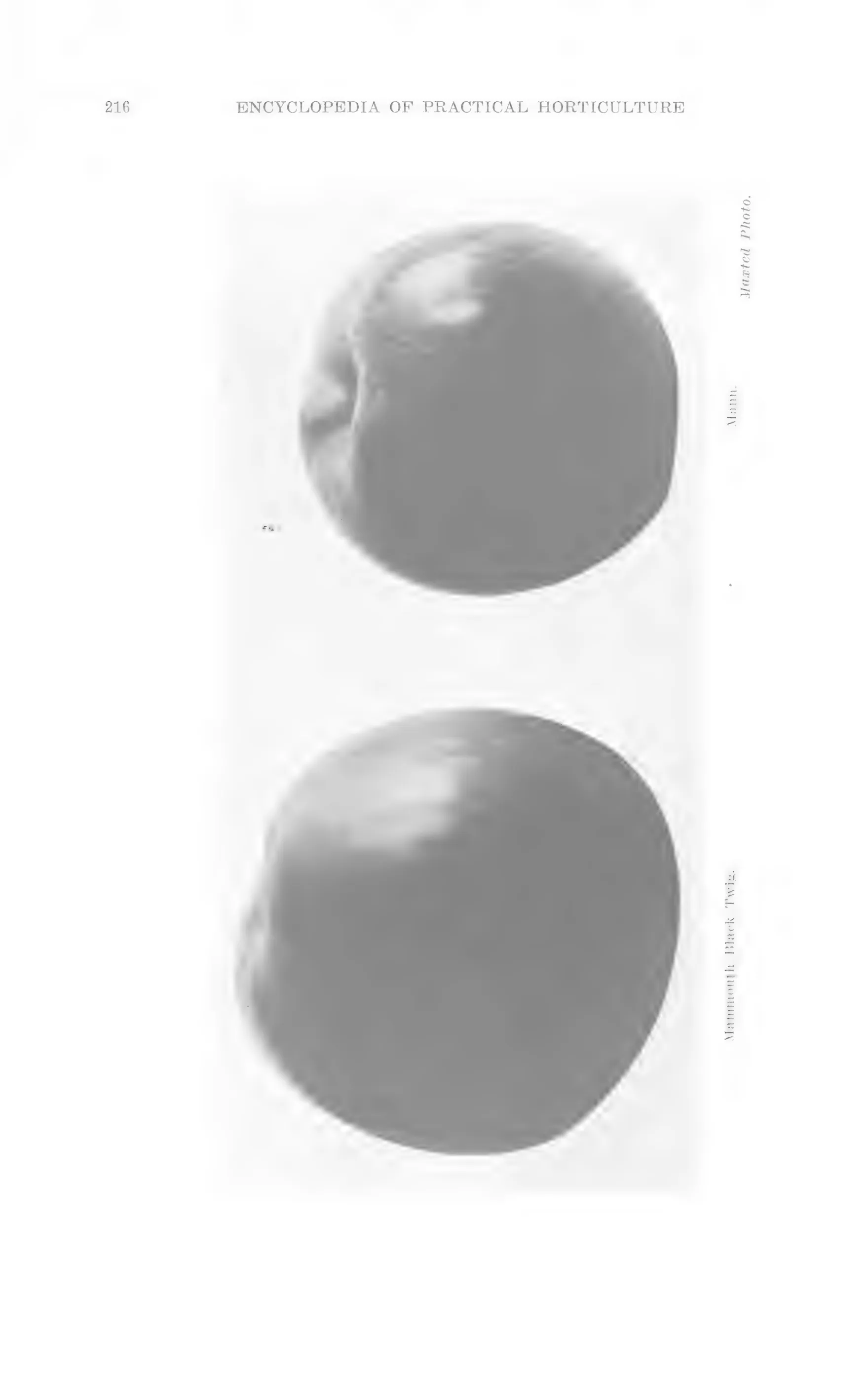 Illustration from Lowther (ed.), Encyclopedia of Practical Horticulture (1914)