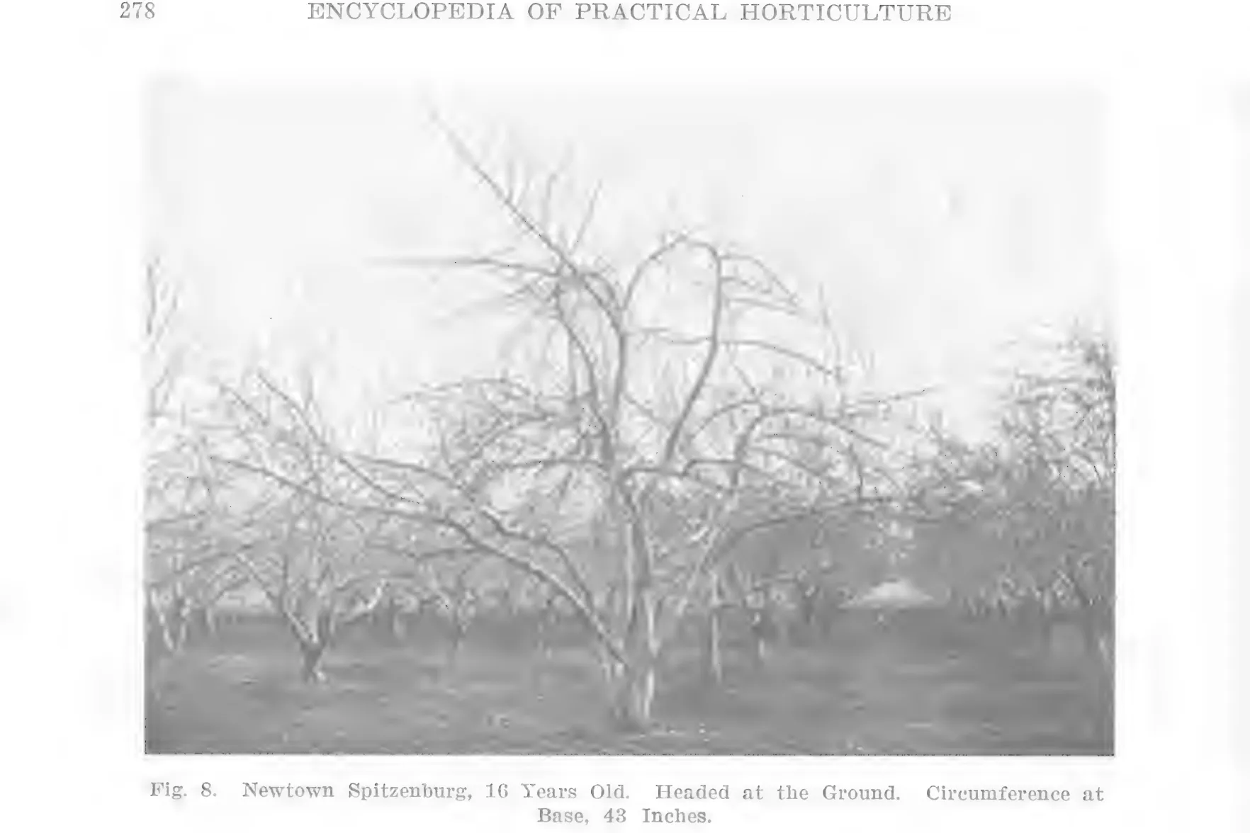 Illustration from Lowther (ed.), Encyclopedia of Practical Horticulture (1914)