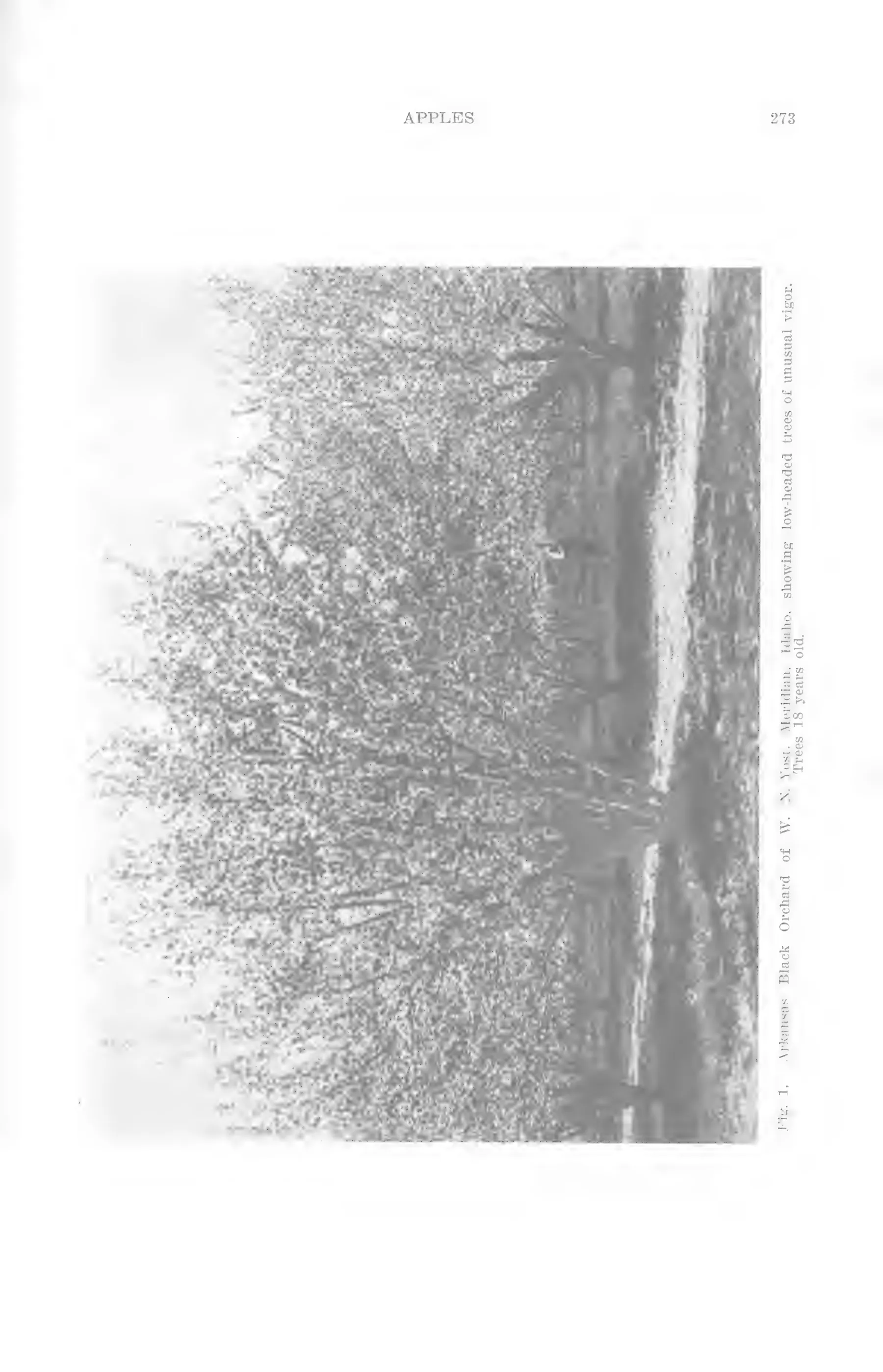 Illustration from Lowther (ed.), Encyclopedia of Practical Horticulture (1914)