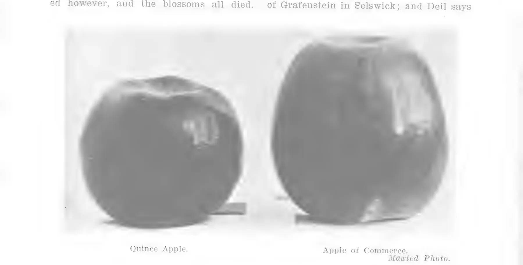 Illustration from Lowther (ed.), Encyclopedia of Practical Horticulture (1914)