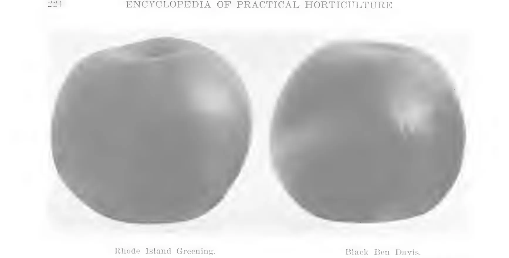 Illustration from Lowther (ed.), Encyclopedia of Practical Horticulture (1914)
