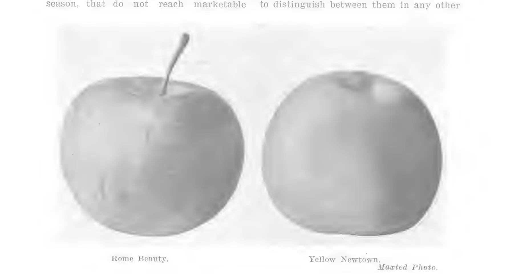 Illustration from Lowther (ed.), Encyclopedia of Practical Horticulture (1914)