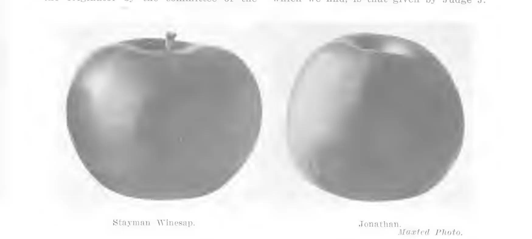 Illustration from Lowther (ed.), Encyclopedia of Practical Horticulture (1914)