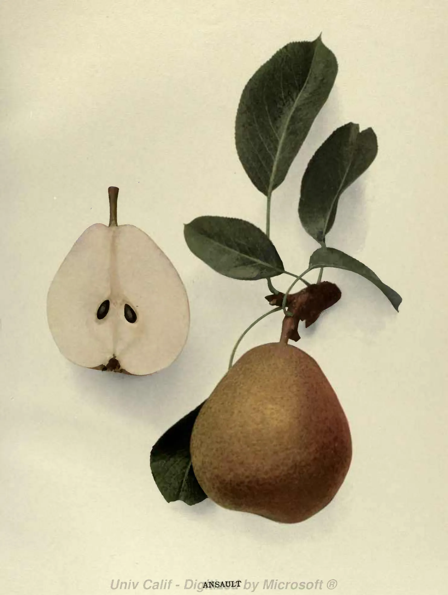 Illustration from Hedrick, The Pears of New York (1921)