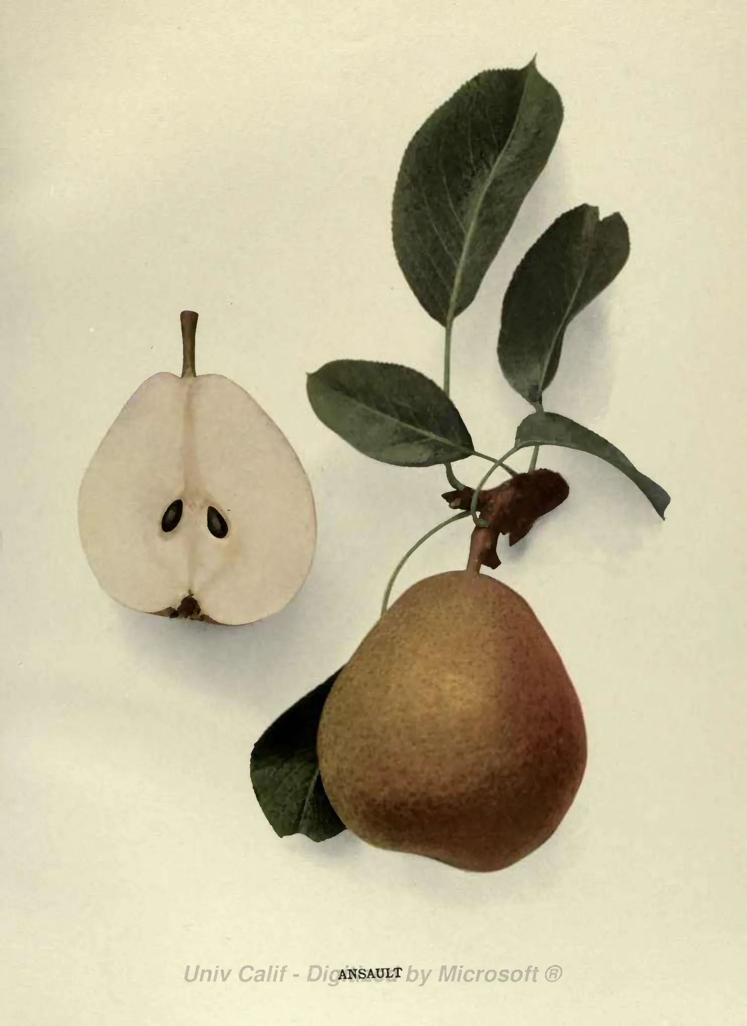 Illustration from Hedrick, The Pears of New York (1921)