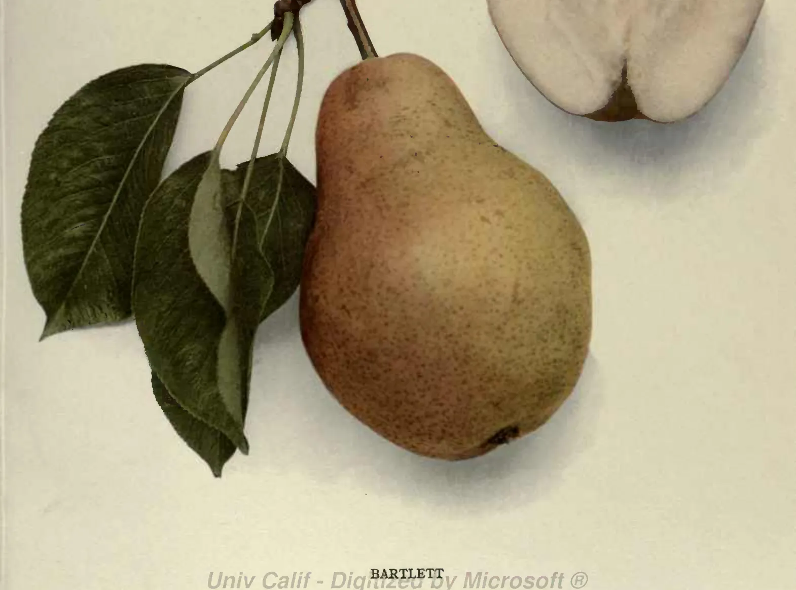 Illustration from Hedrick, The Pears of New York (1921)