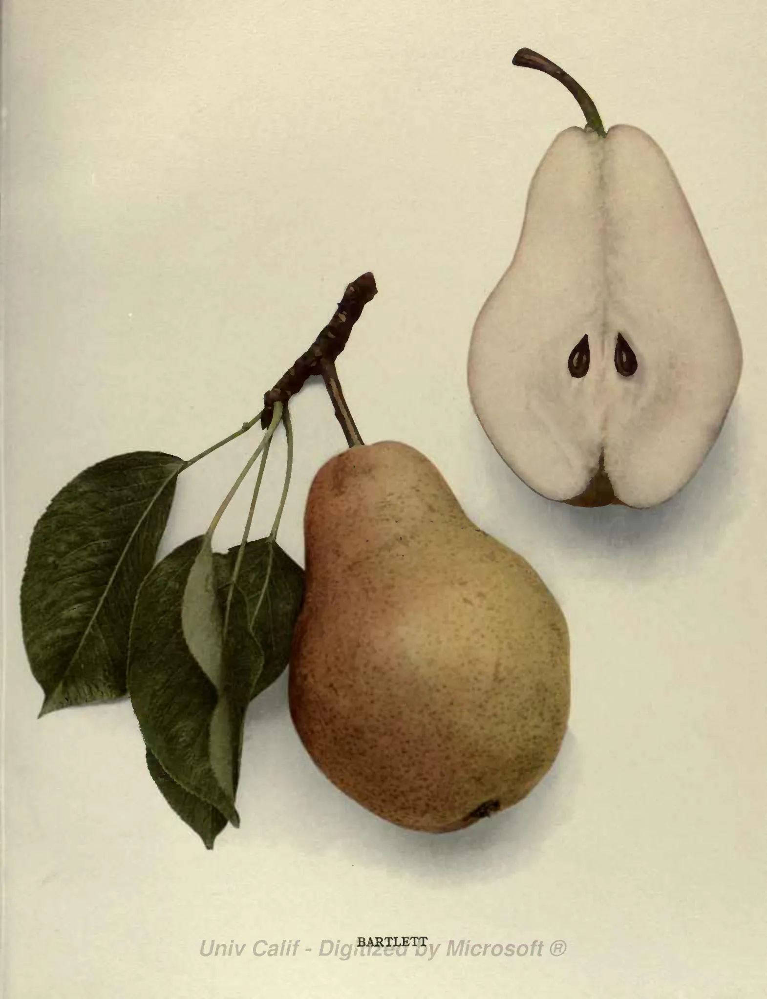 Illustration from Hedrick, The Pears of New York (1921)