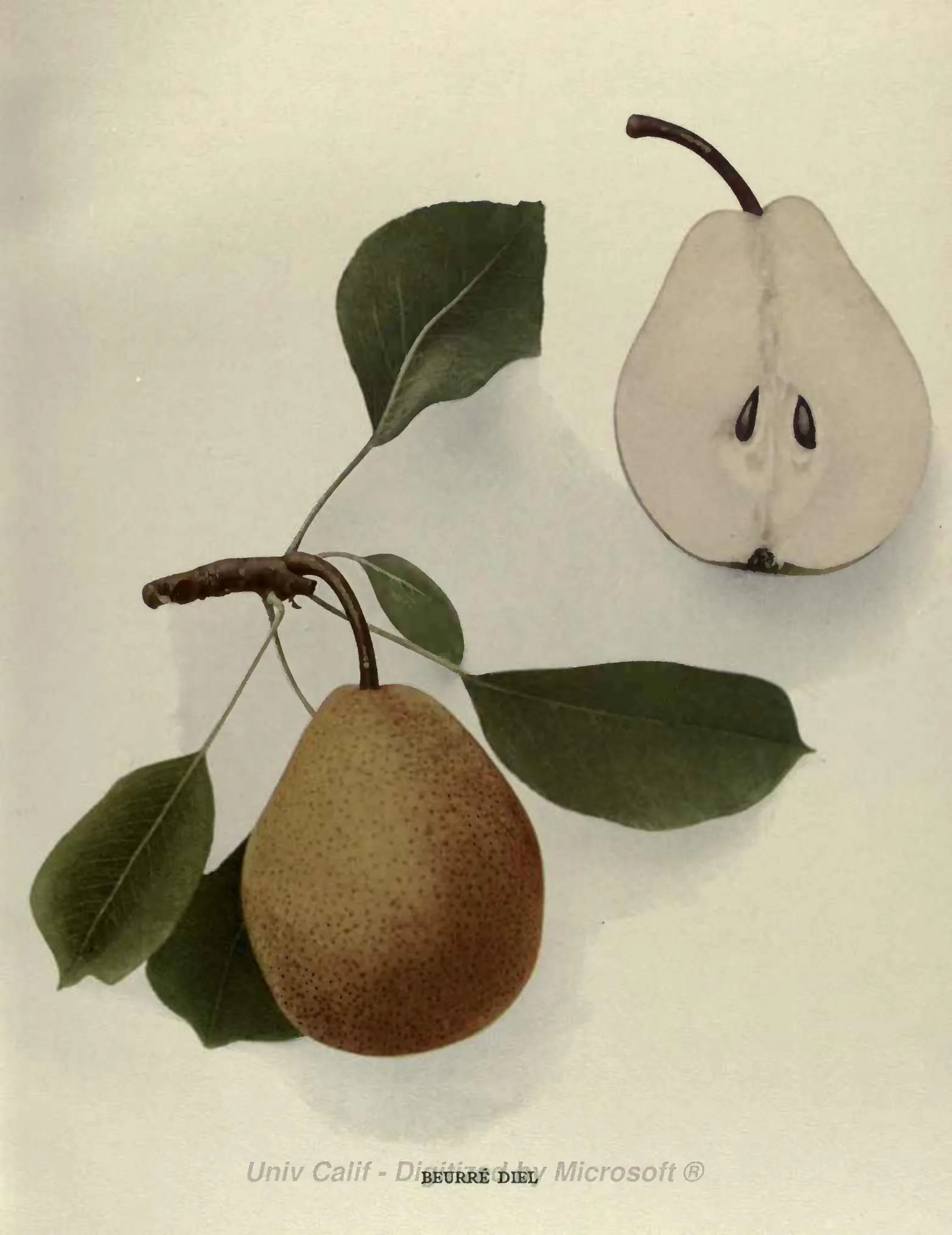 Illustration from Hedrick, The Pears of New York (1921)