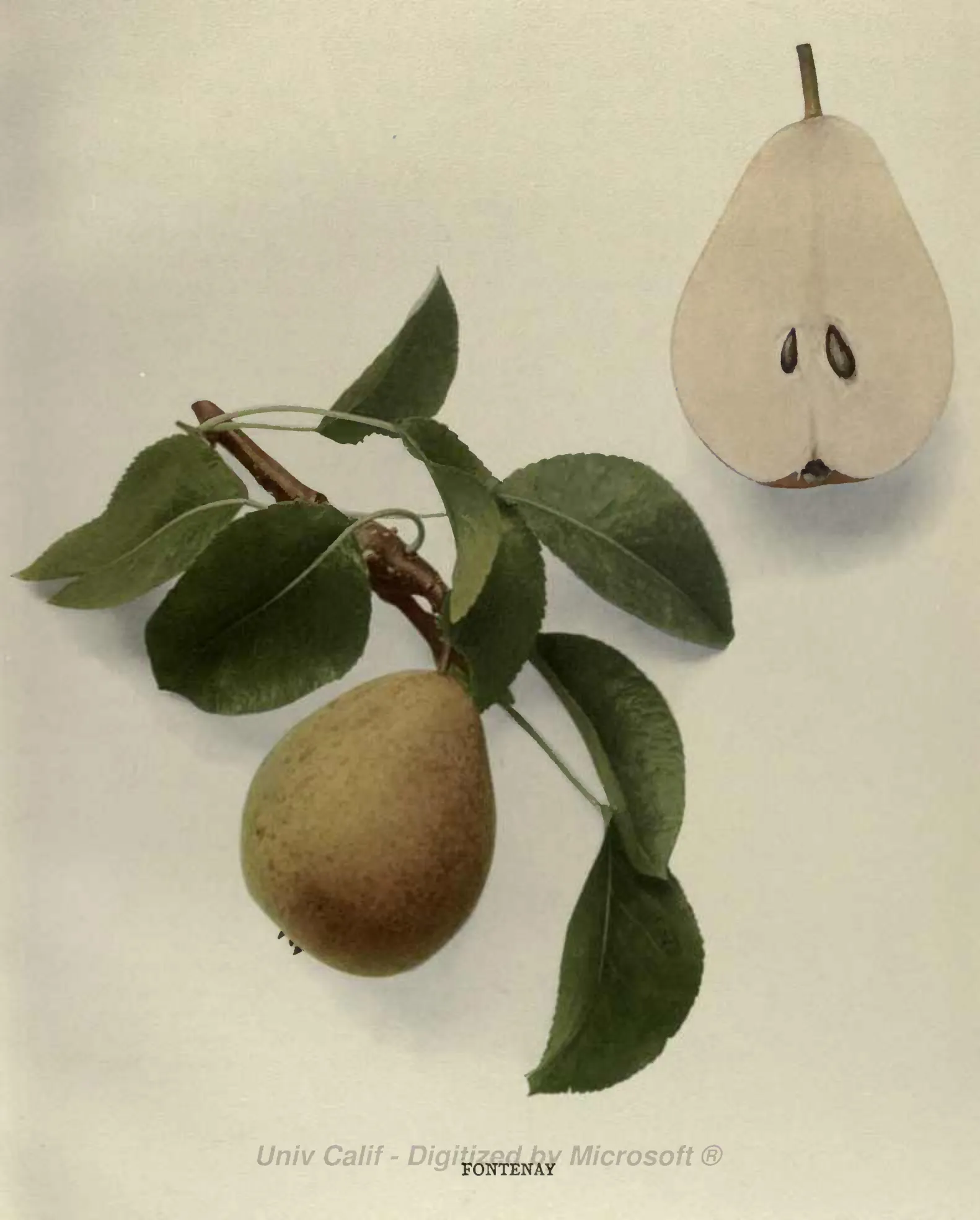 Illustration from Hedrick, The Pears of New York (1921)