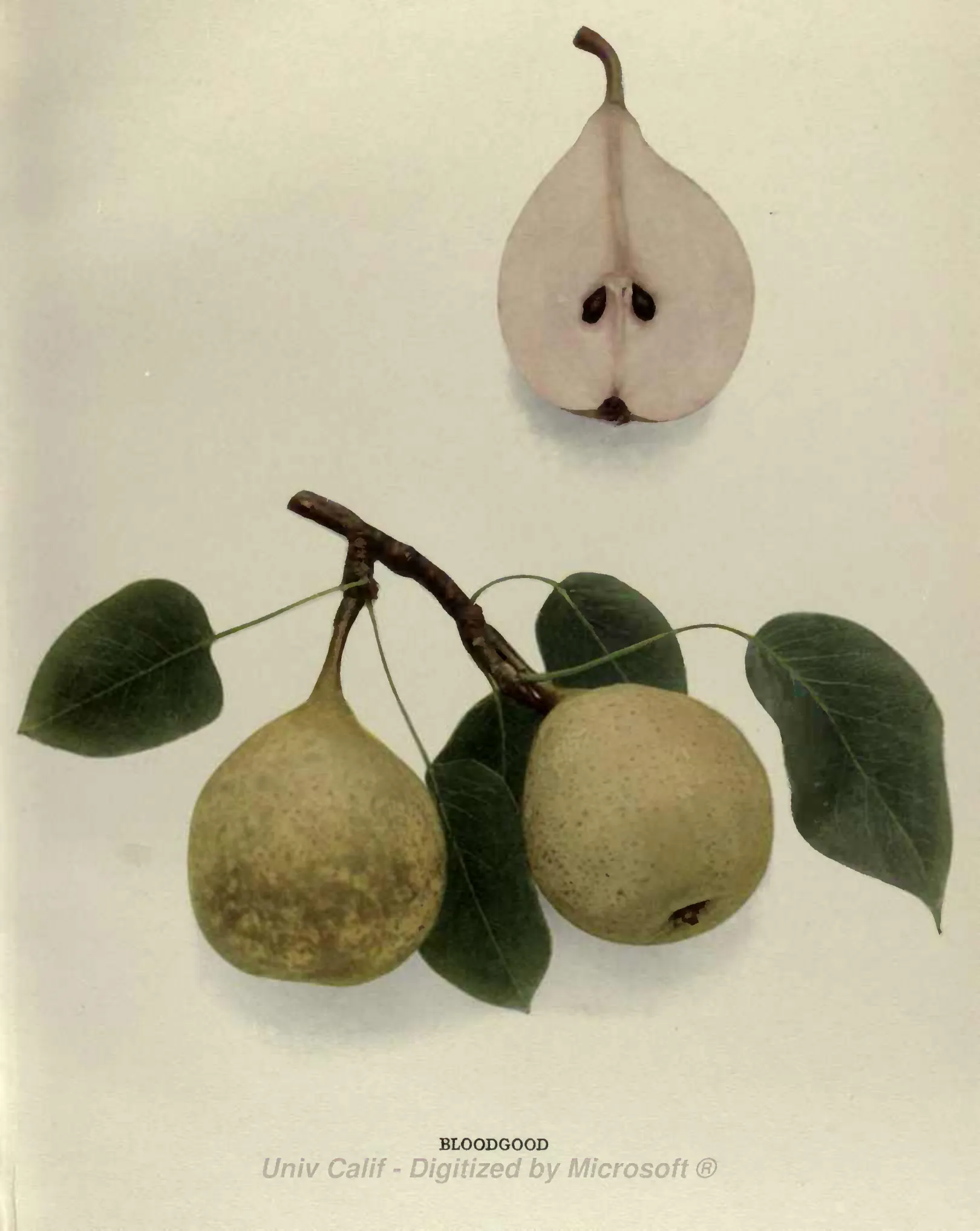 Illustration from Hedrick, The Pears of New York (1921)