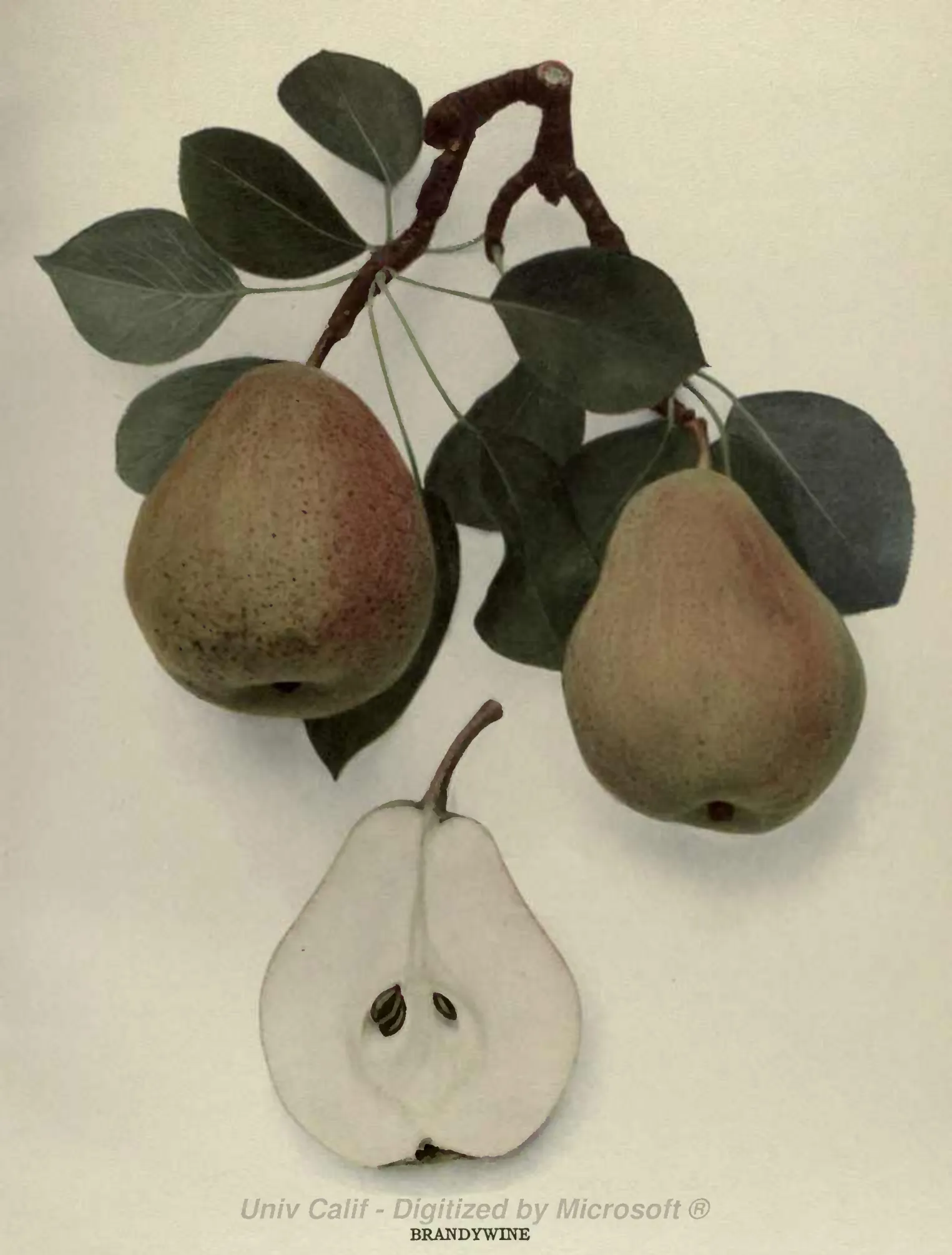 Illustration from Hedrick, The Pears of New York (1921)