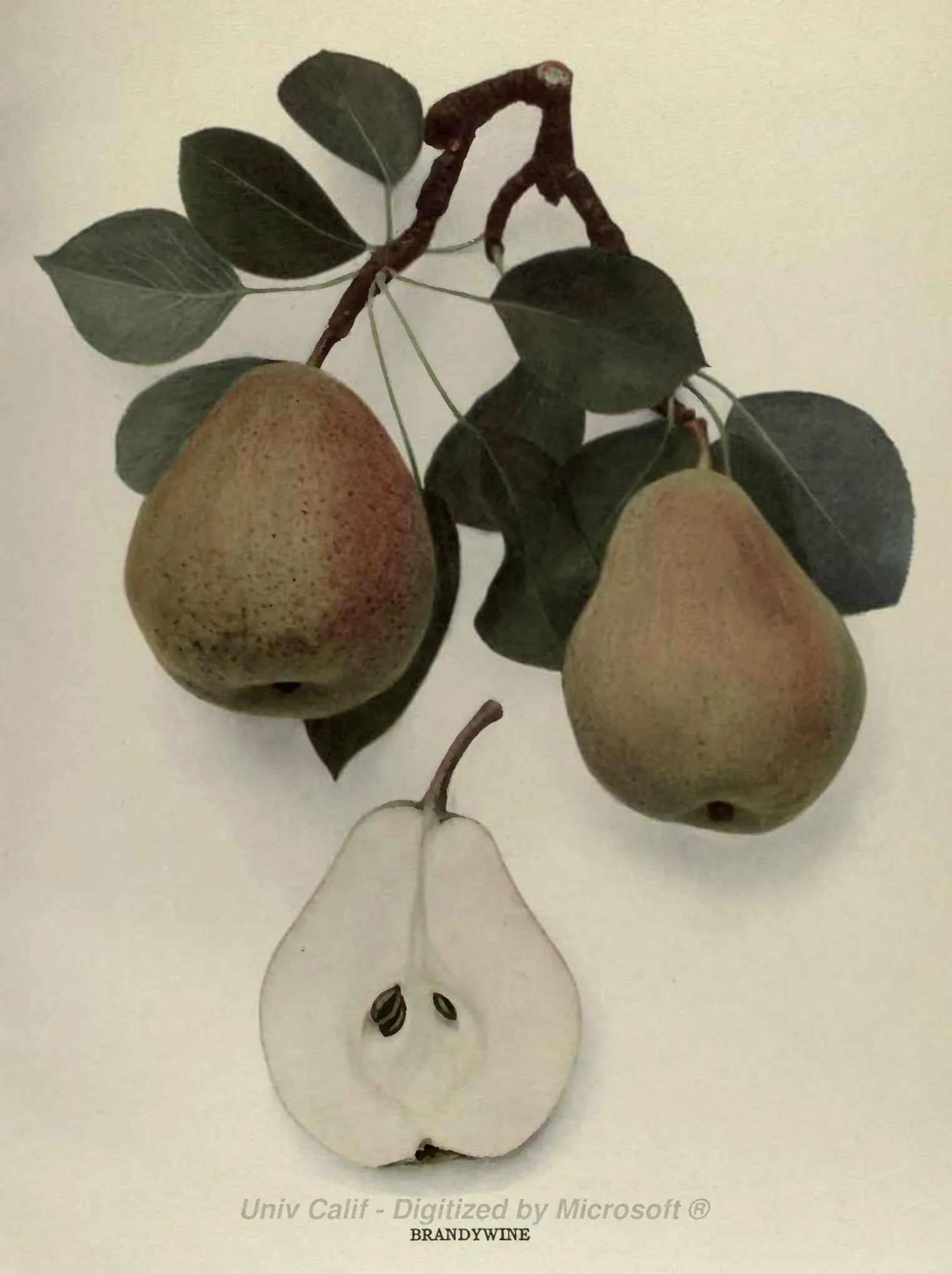 Illustration of Brandywine