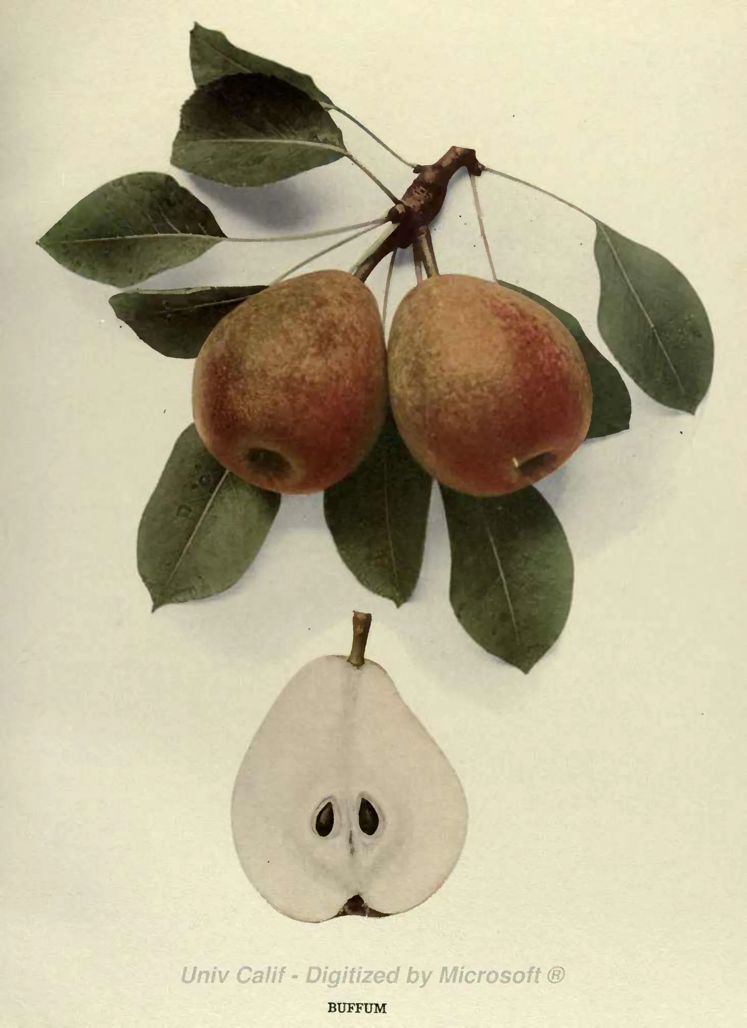 Illustration from Hedrick, The Pears of New York (1921)