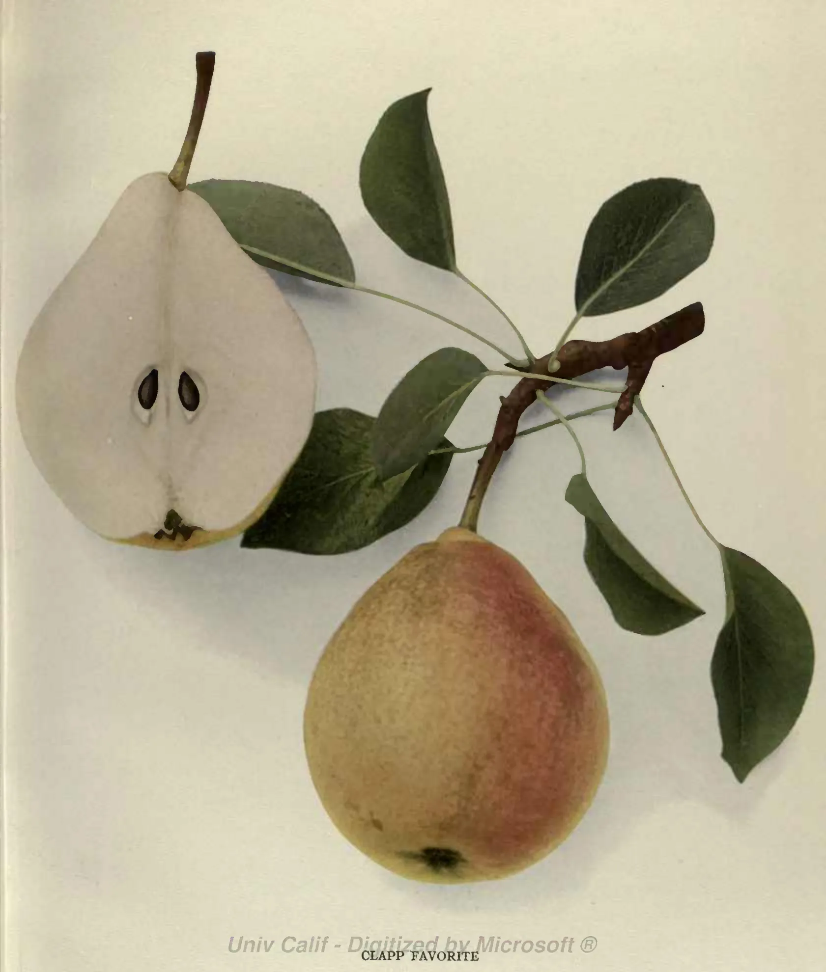 Illustration from Hedrick, The Pears of New York (1921)