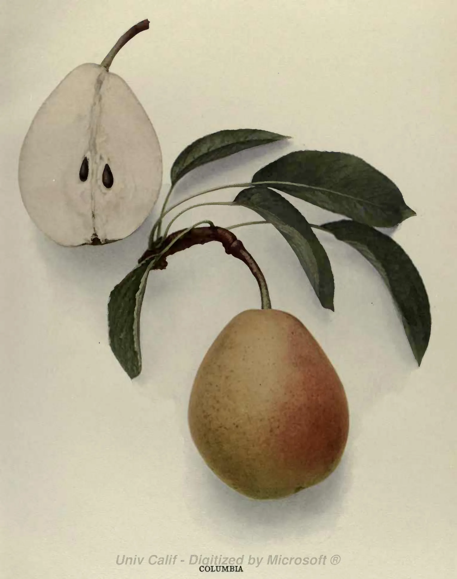 Illustration from Hedrick, The Pears of New York (1921)