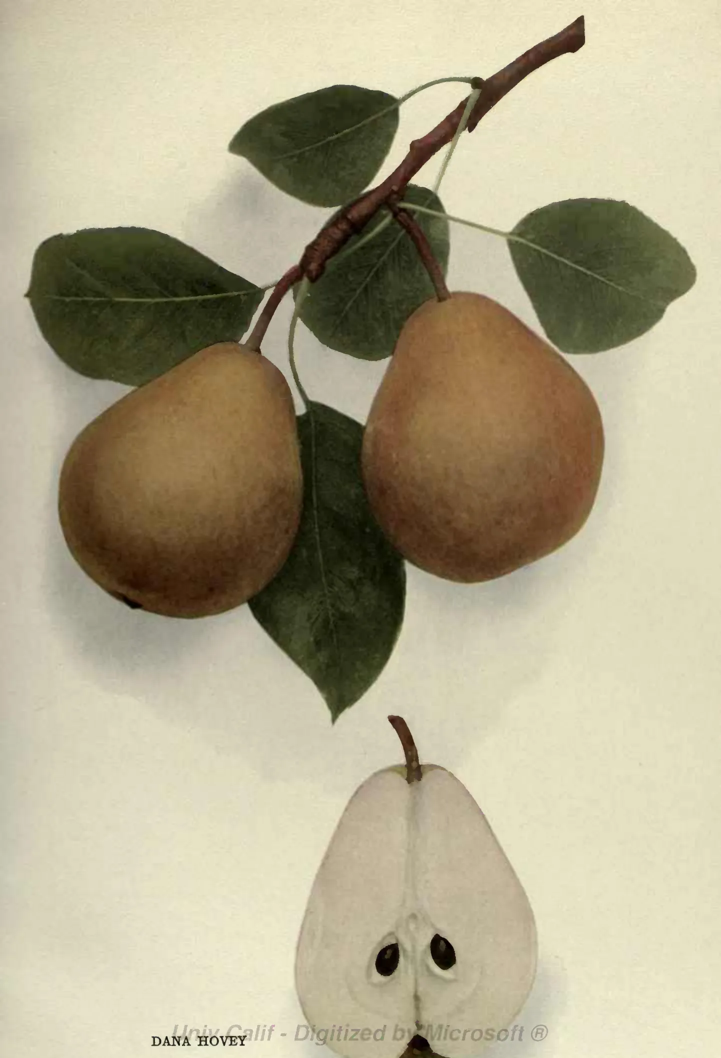 Illustration from Hedrick, The Pears of New York (1921)