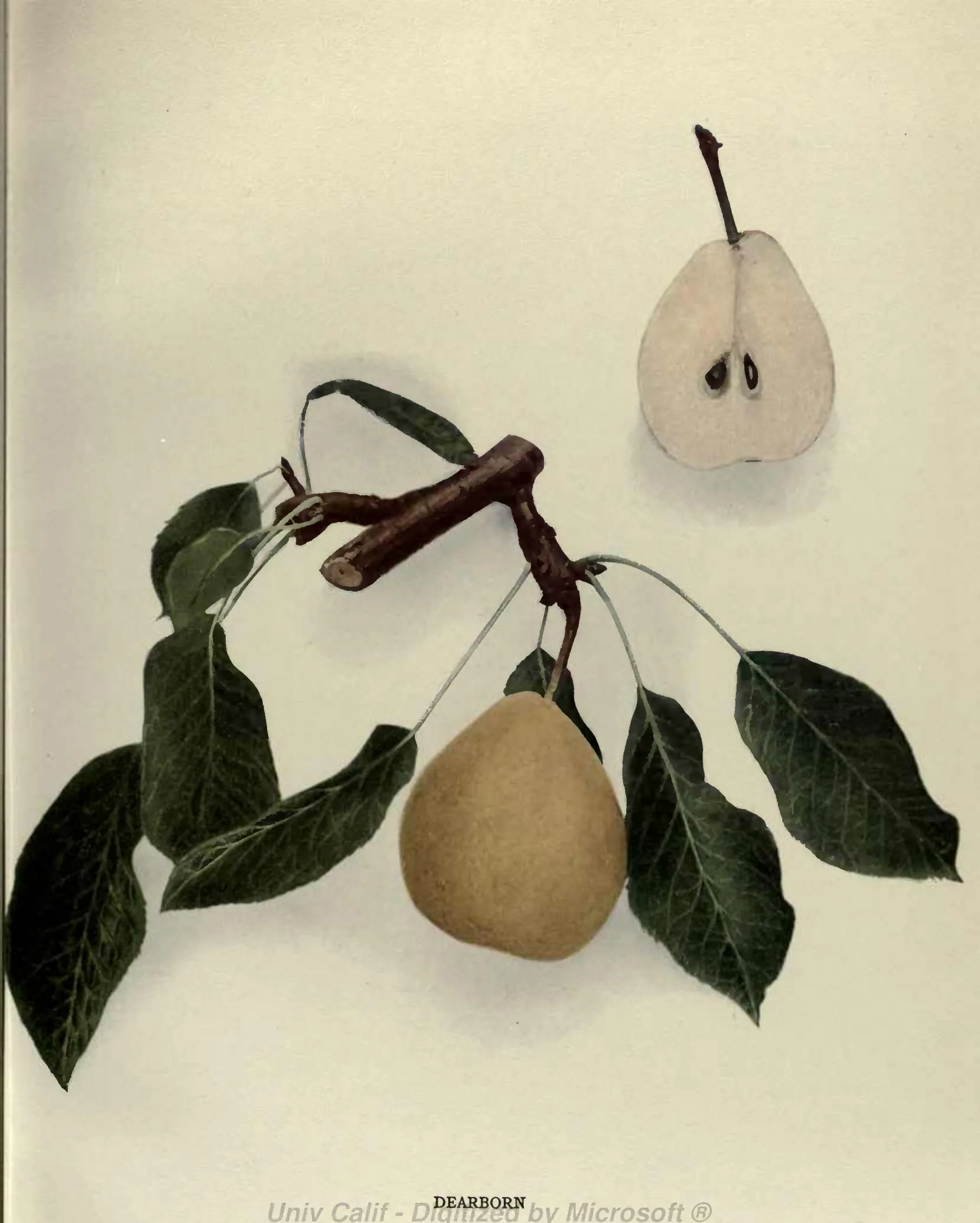 Illustration from Hedrick, The Pears of New York (1921)