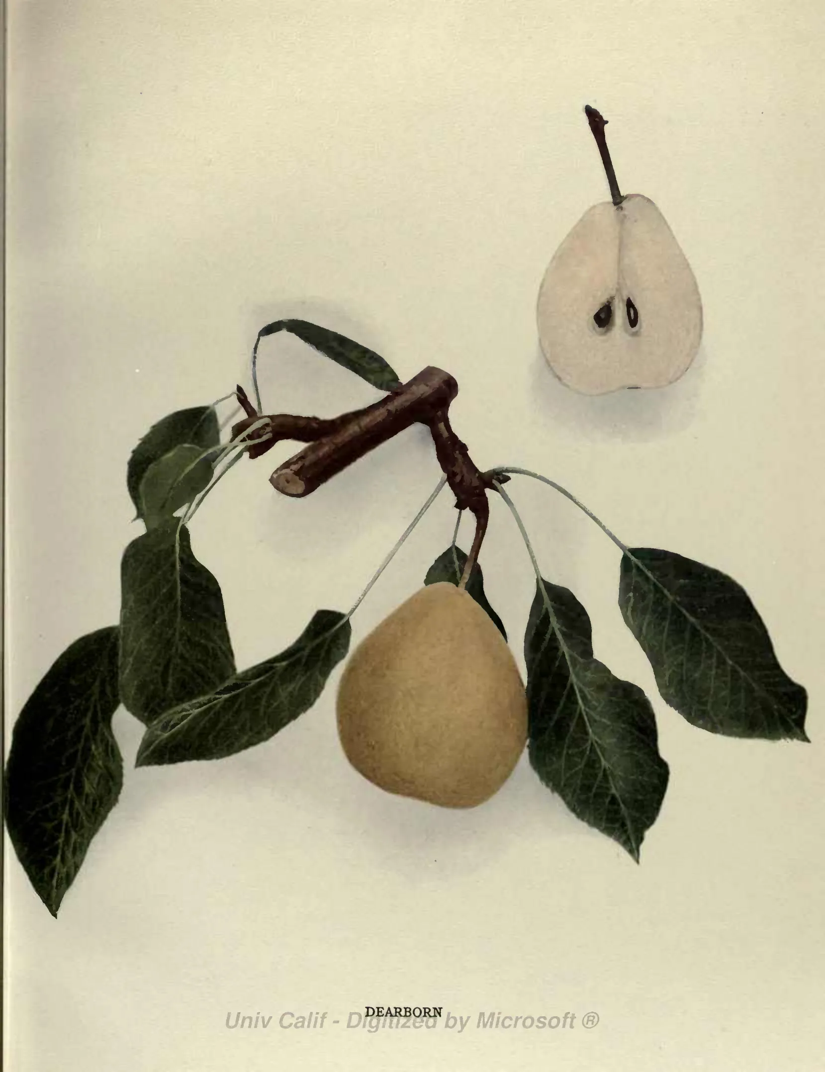 Illustration of Dearborn