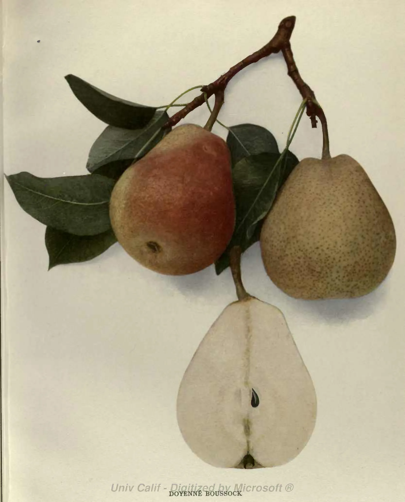 Illustration from Hedrick, The Pears of New York (1921)