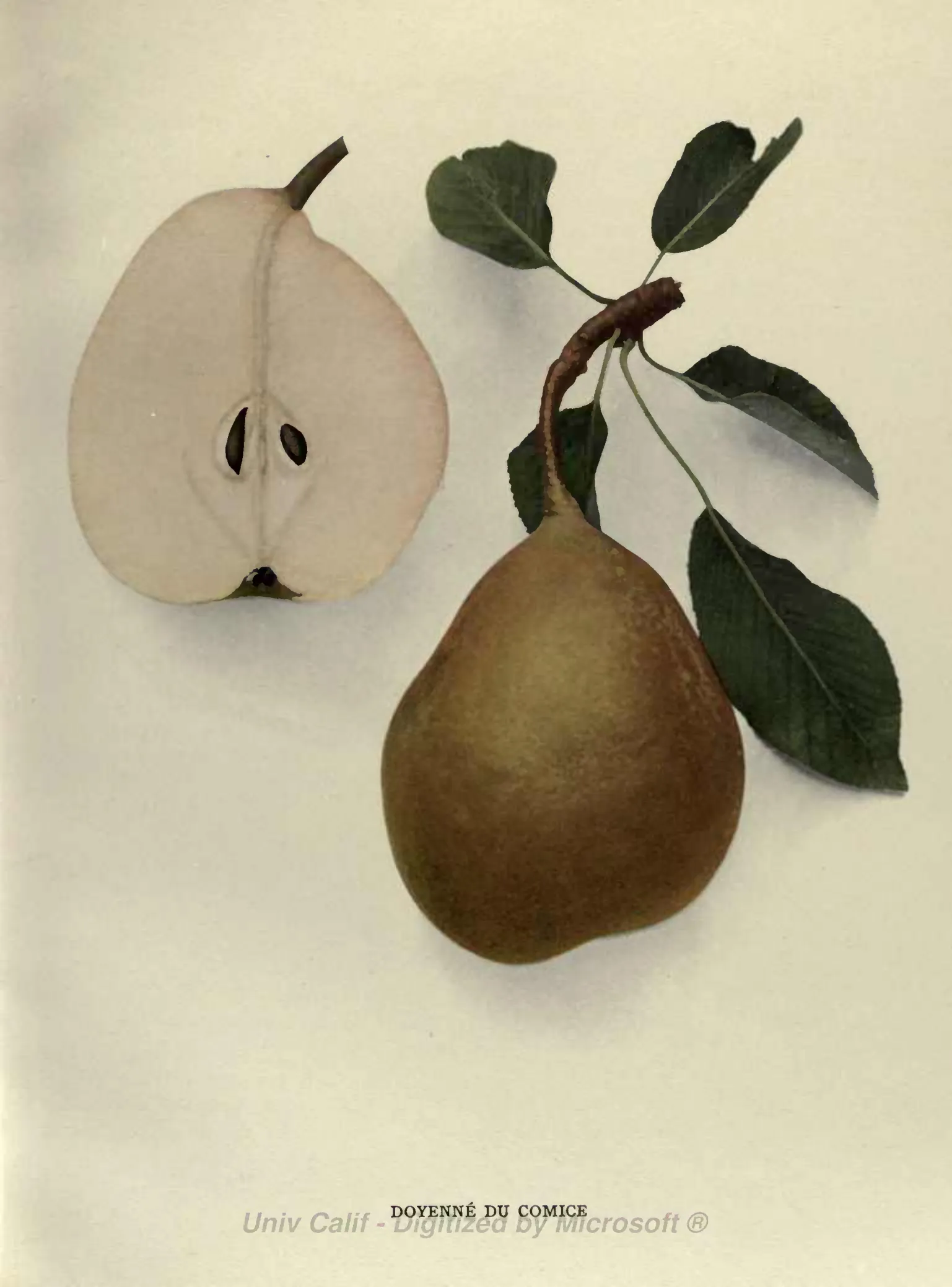 Illustration from Hedrick, The Pears of New York (1921)