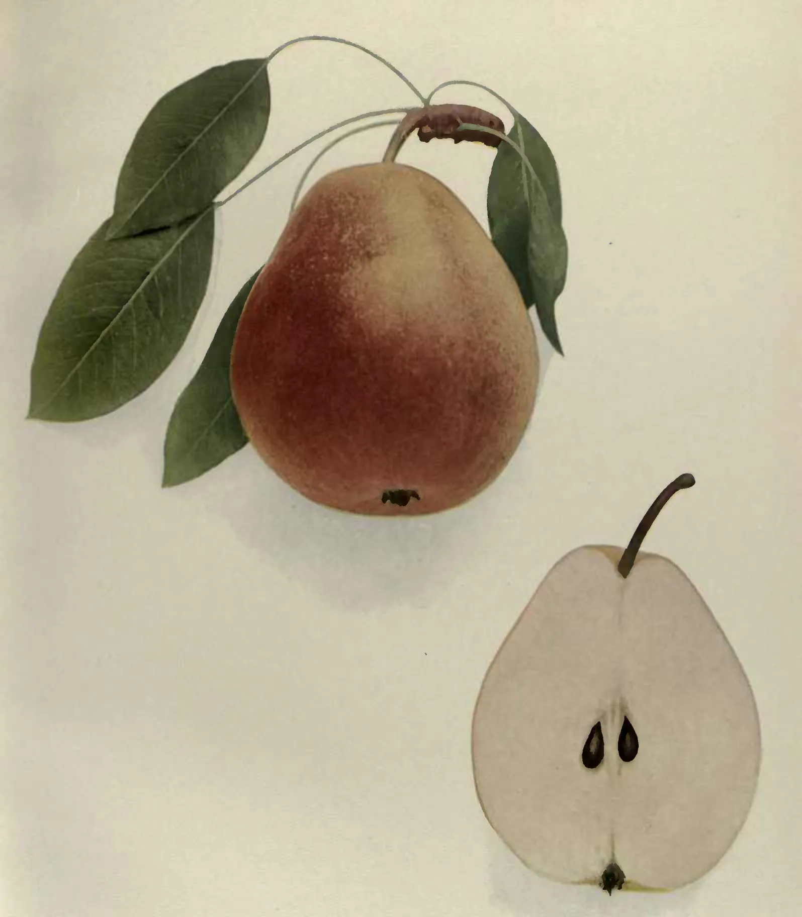 Illustration from Hedrick, The Pears of New York (1921)