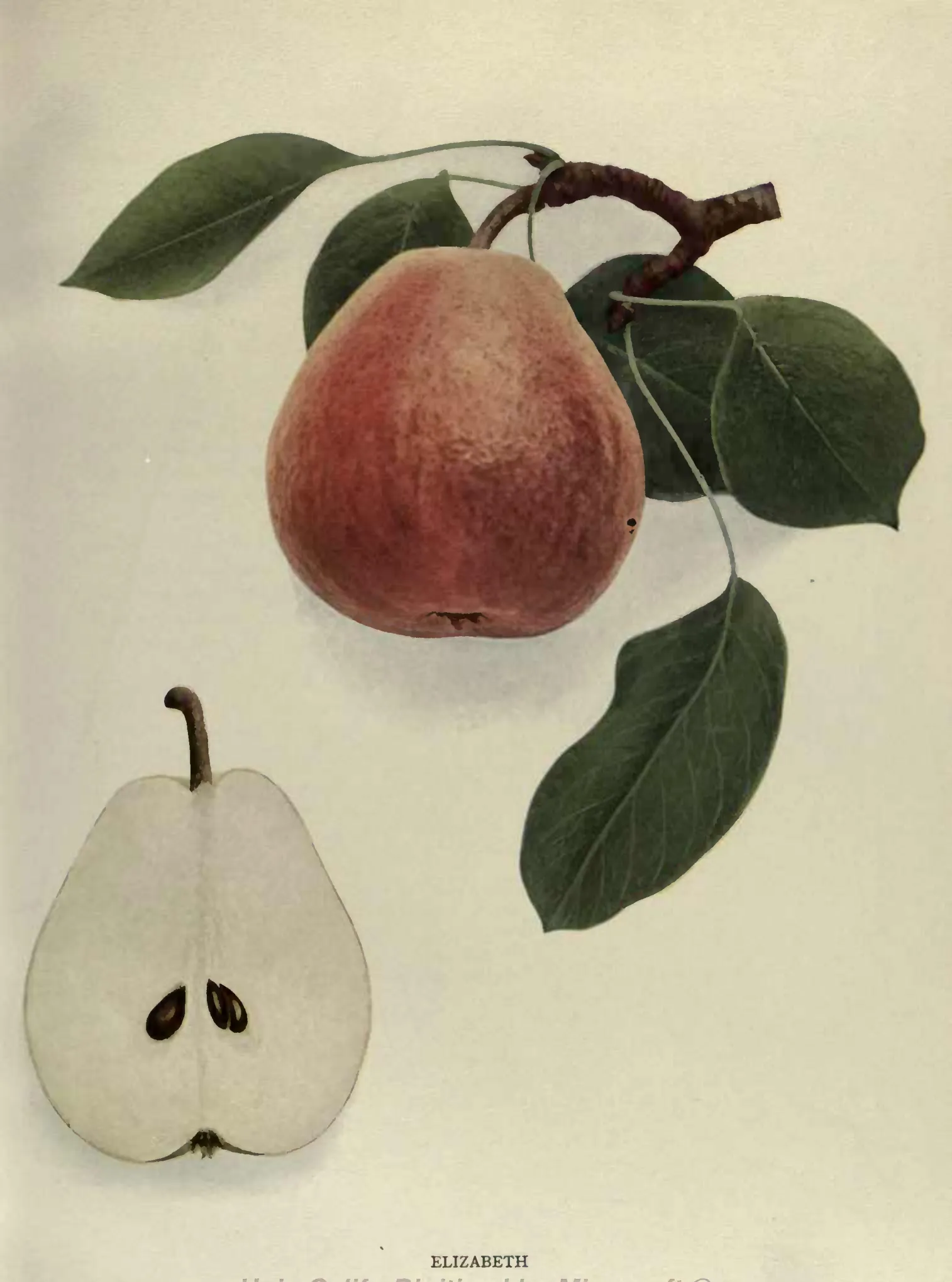 Illustration from Hedrick, The Pears of New York (1921)