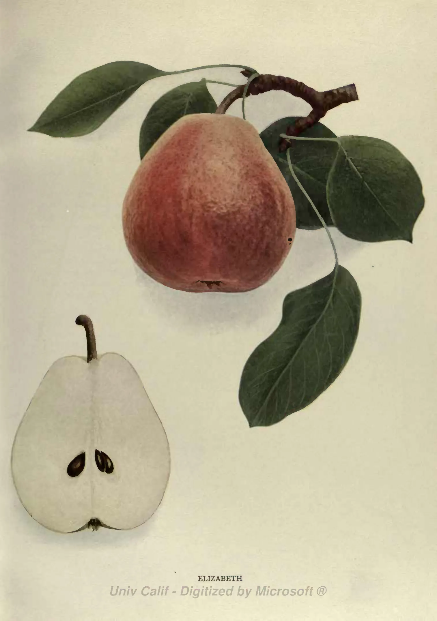 Illustration from Hedrick, The Pears of New York (1921)