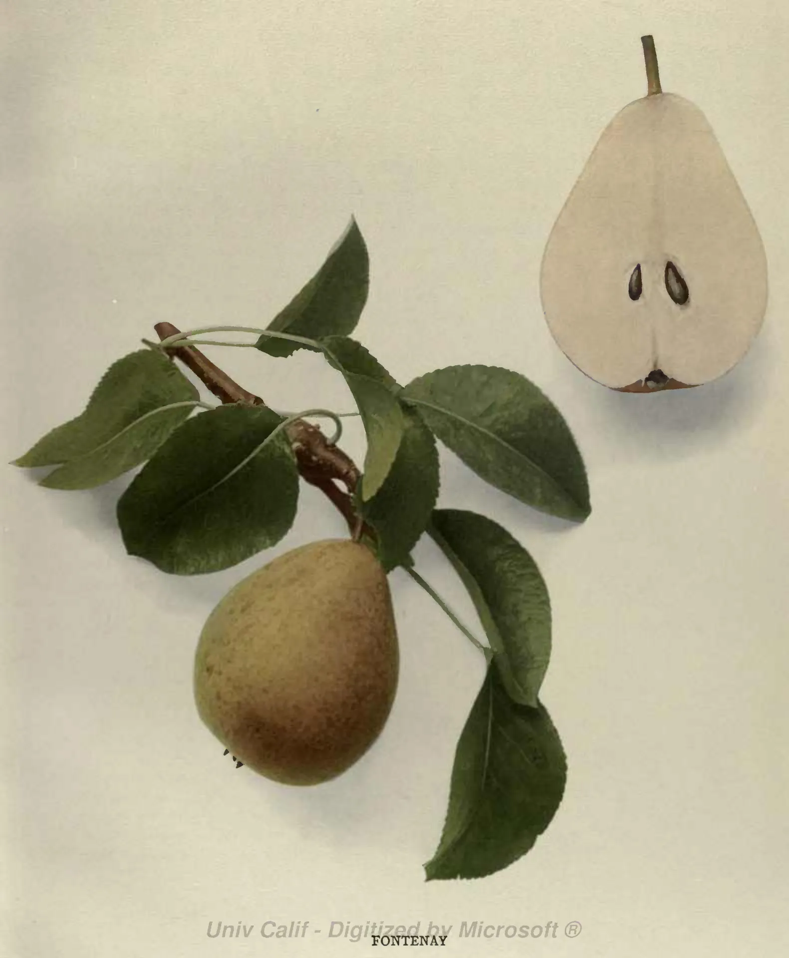 Illustration from Hedrick, The Pears of New York (1921)