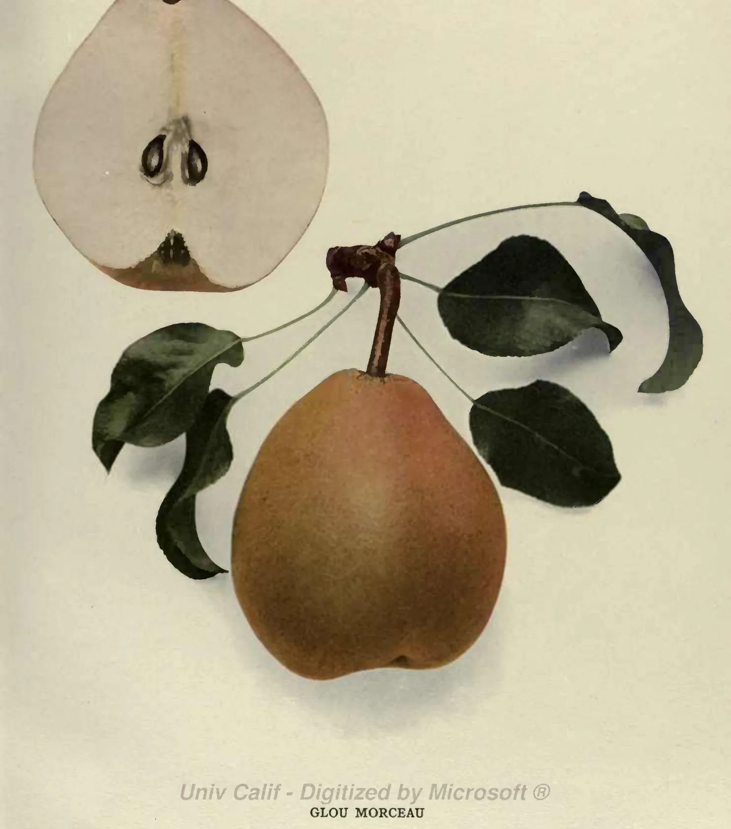 Illustration from Hedrick, The Pears of New York (1921)