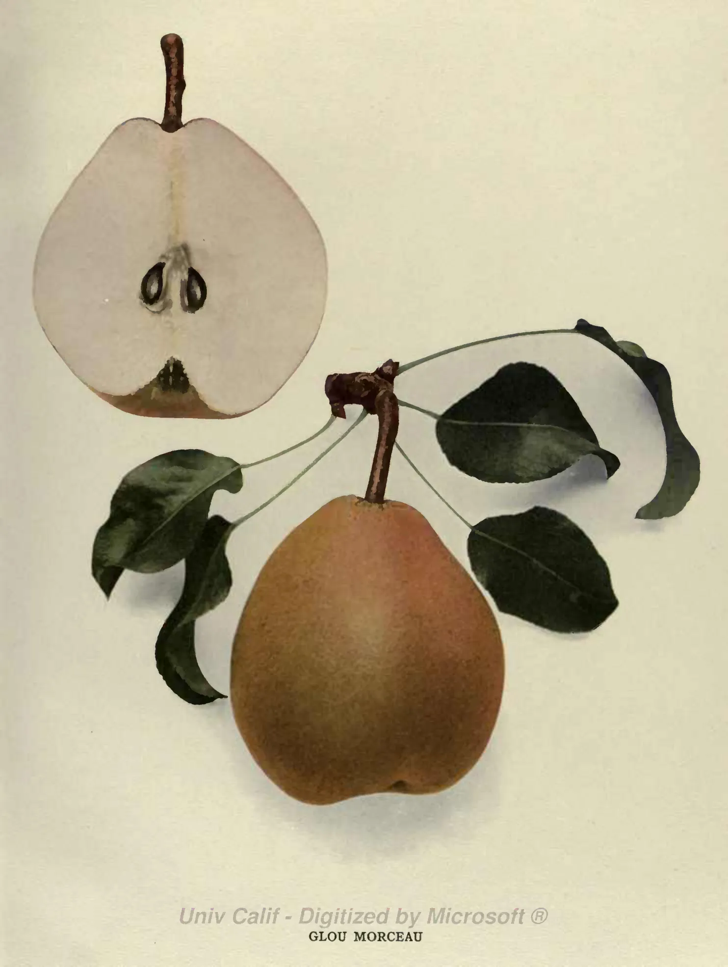 Illustration of Glou Morceau