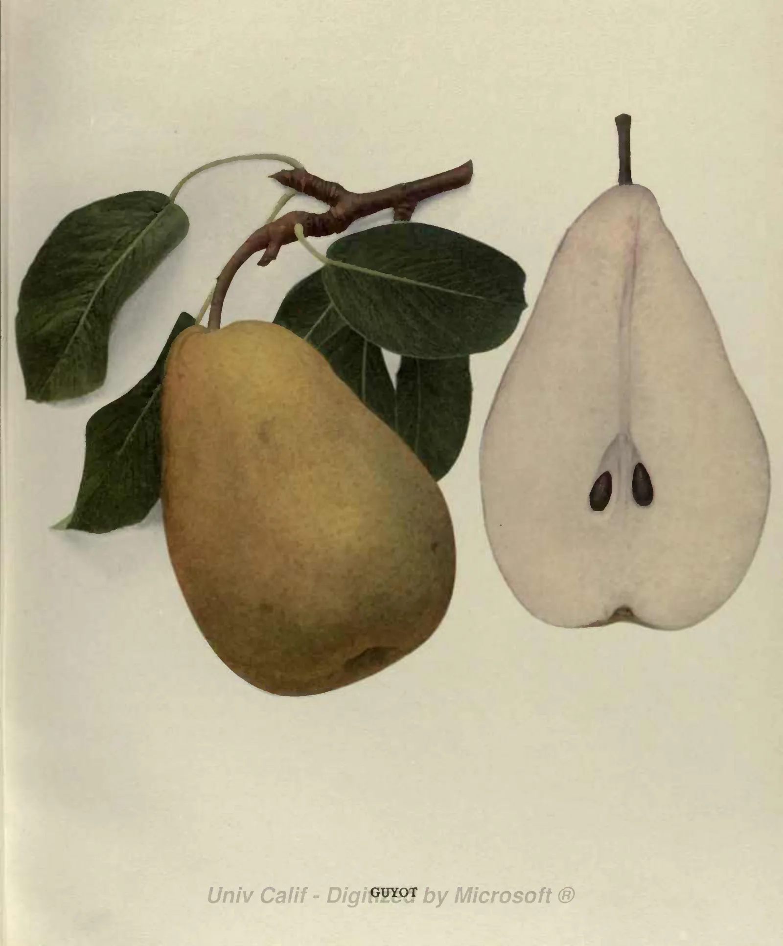 Illustration of Guyot