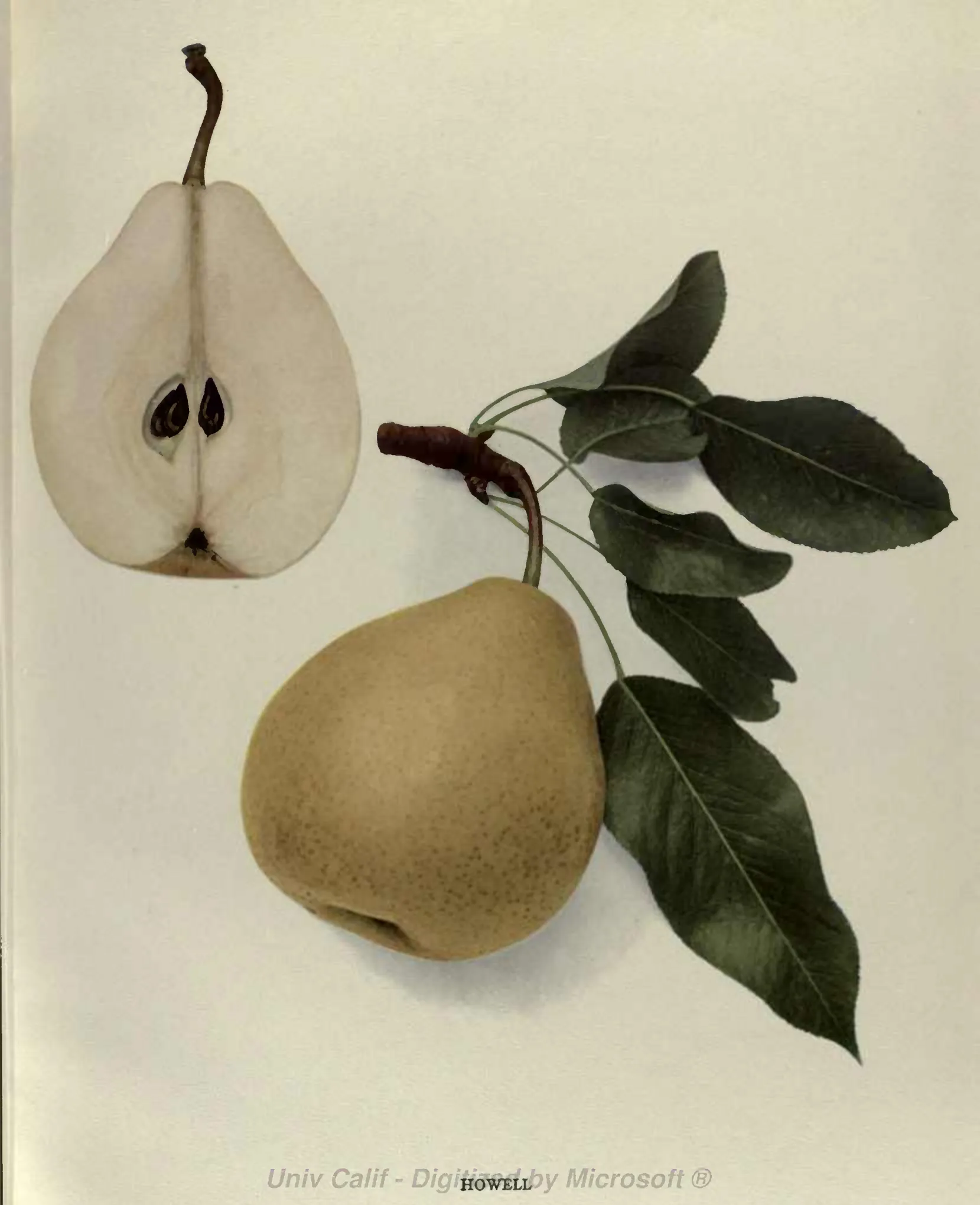 Illustration from Hedrick, The Pears of New York (1921)