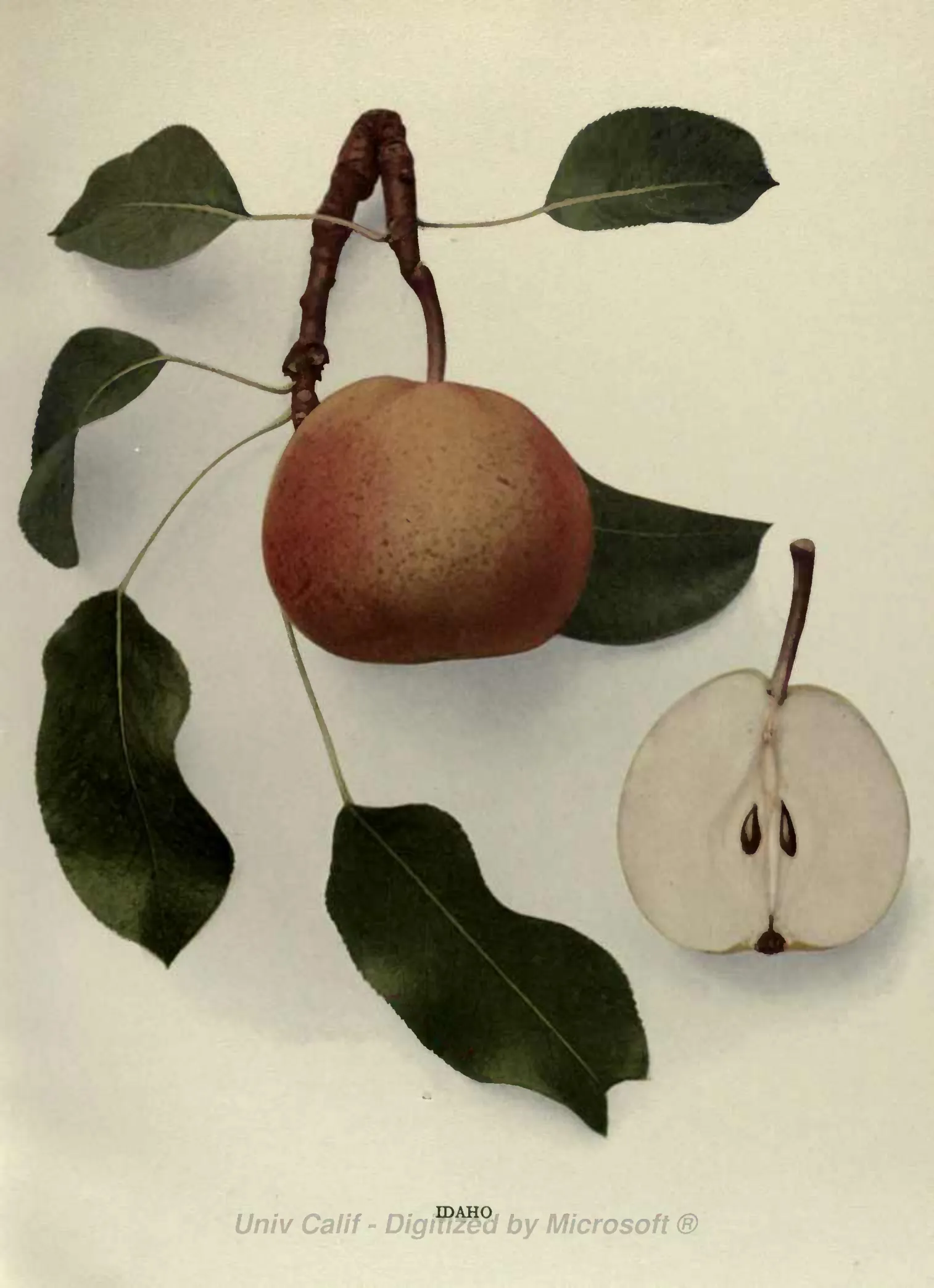 Illustration from Hedrick, The Pears of New York (1921)