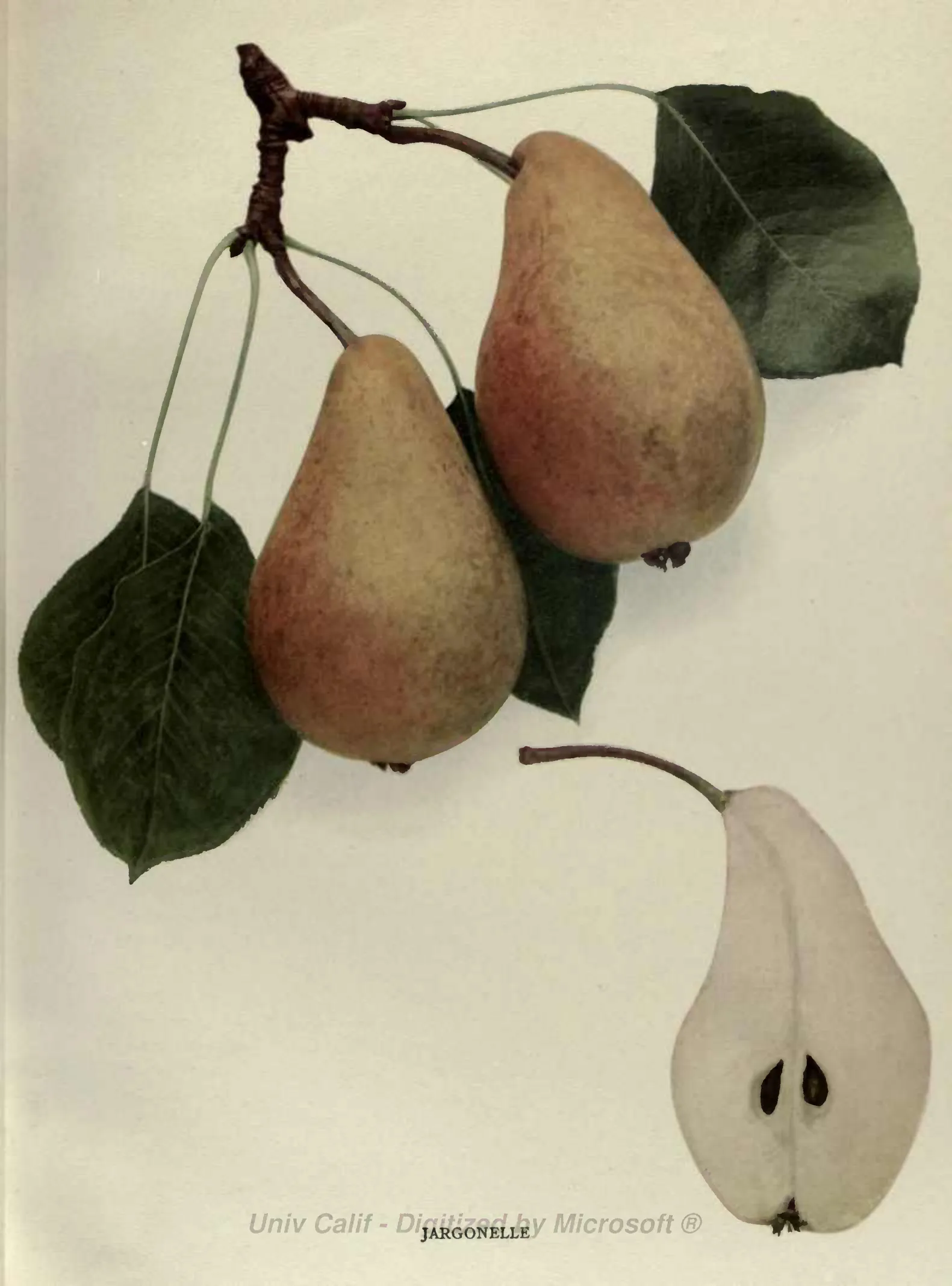 Illustration from Hedrick, The Pears of New York (1921)