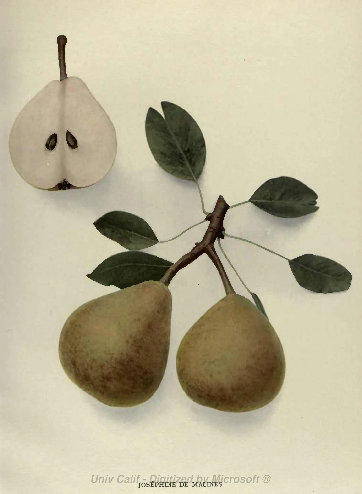 Illustration from Hedrick, The Pears of New York (1921)