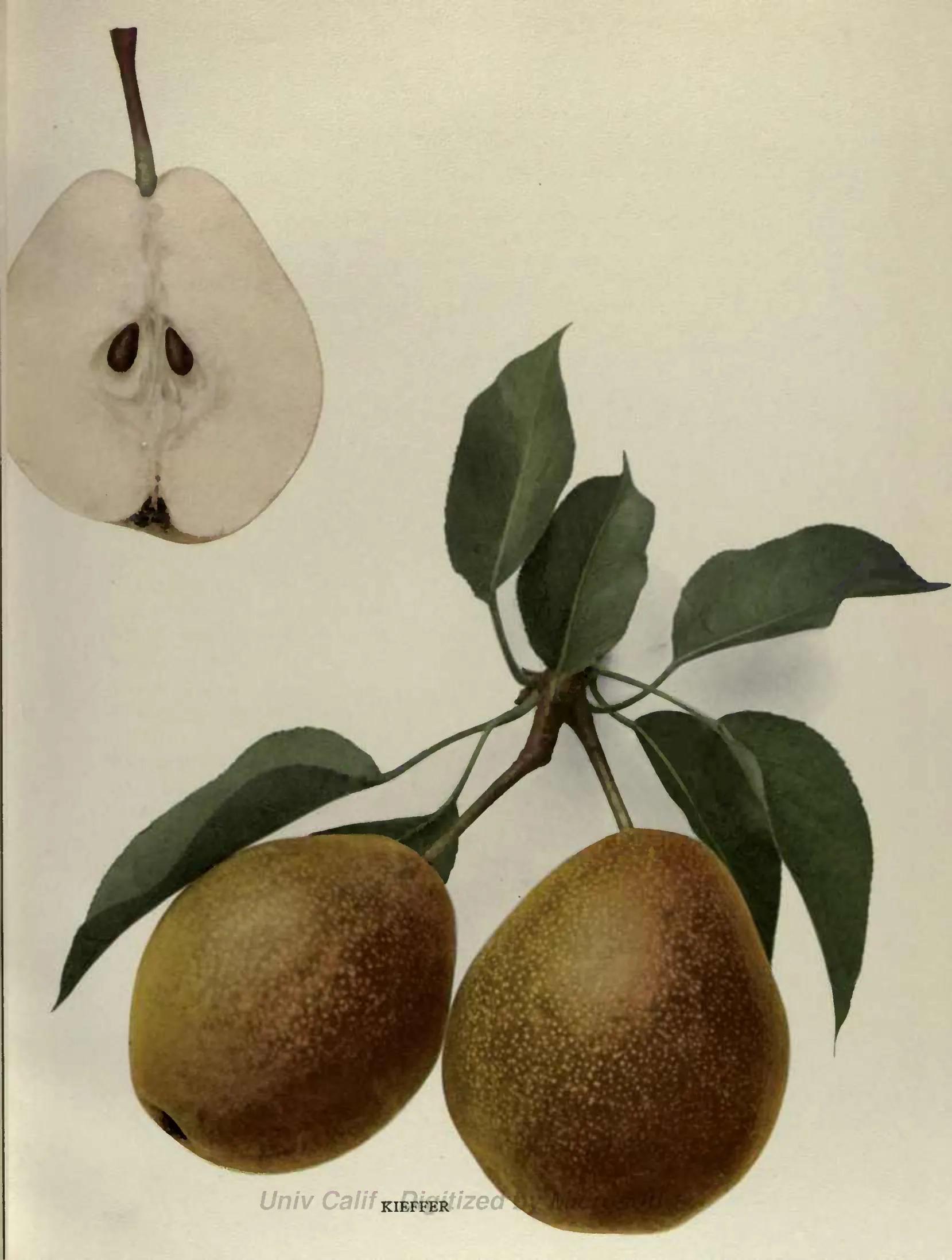 Illustration from Hedrick, The Pears of New York (1921)