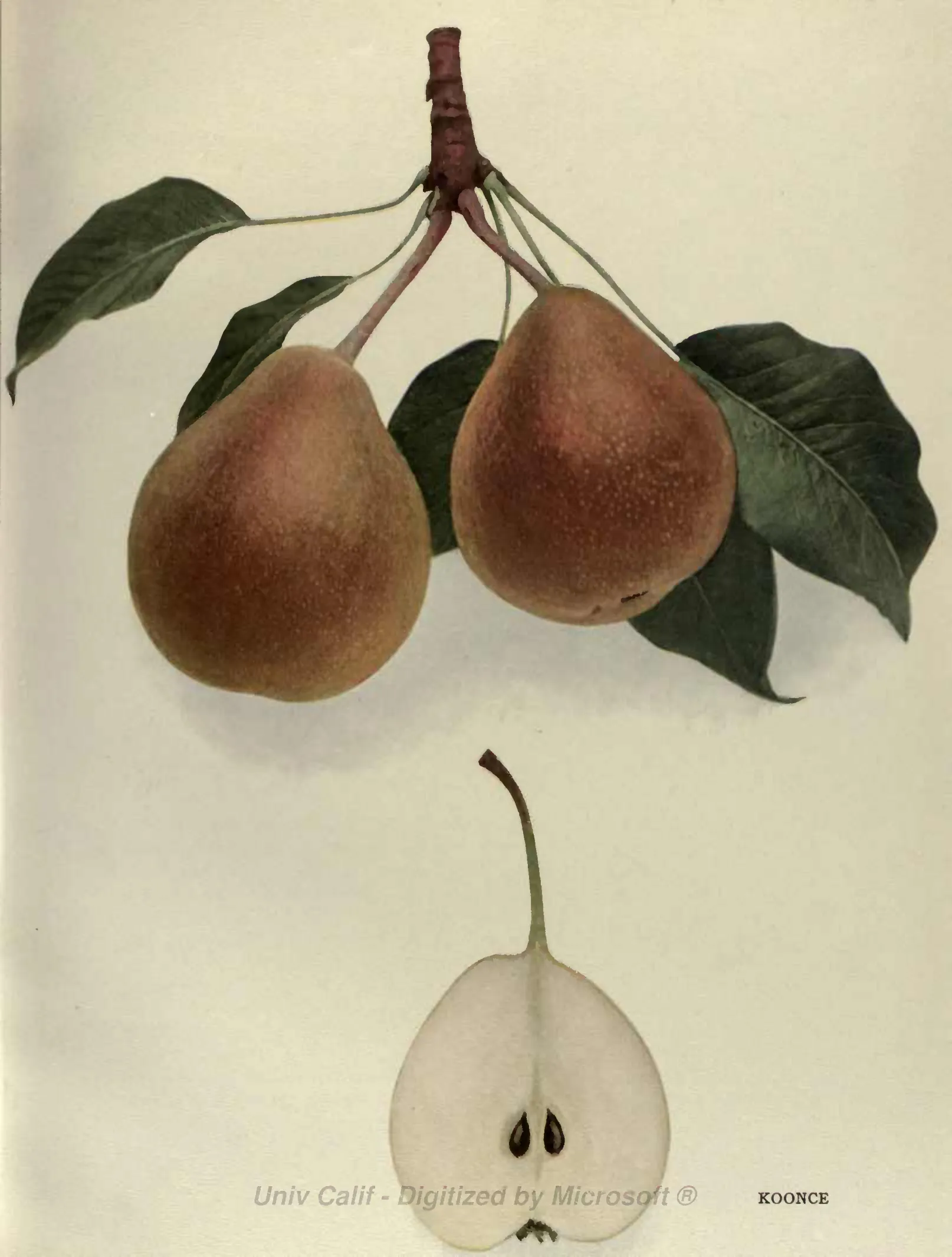 Illustration of Koonce