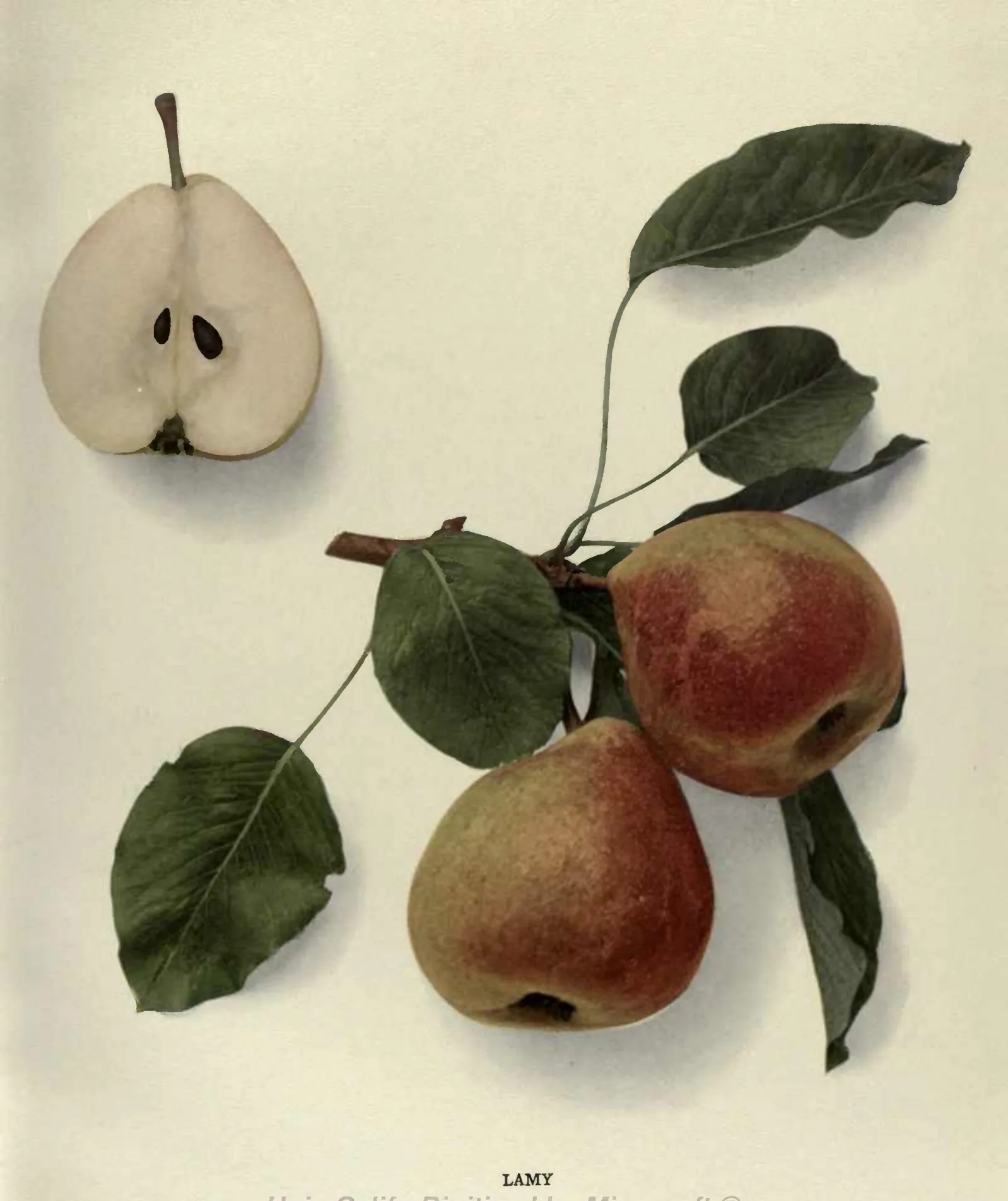 Illustration from Hedrick, The Pears of New York (1921)