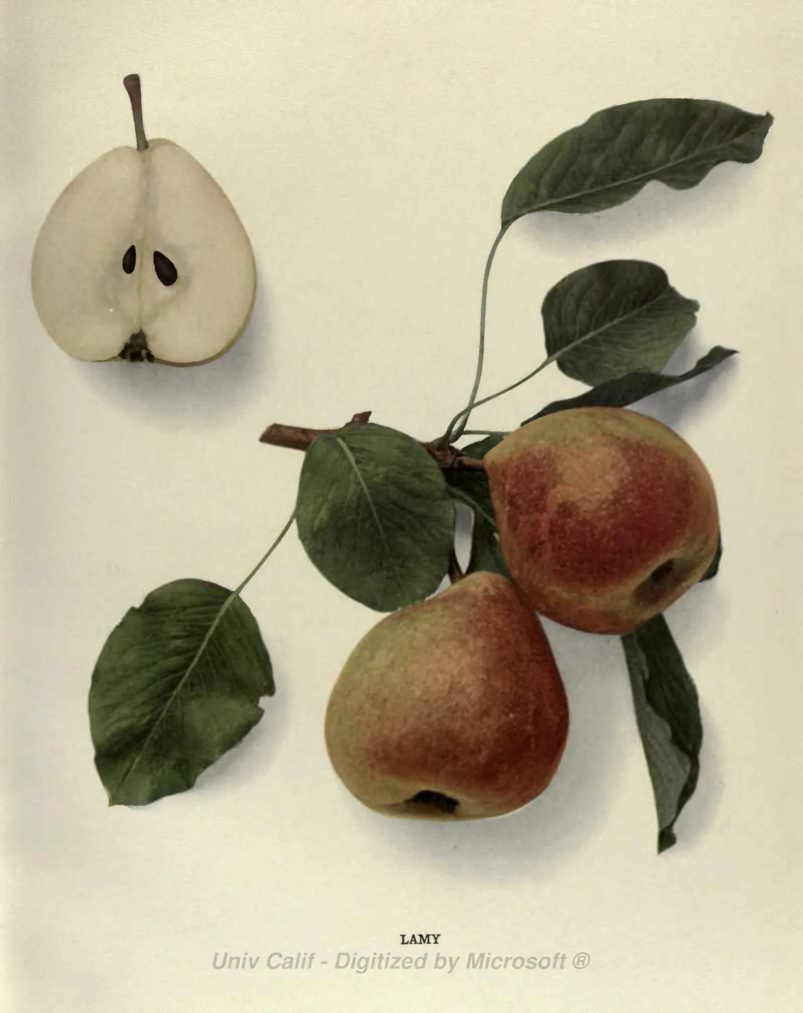 Illustration of Lamy