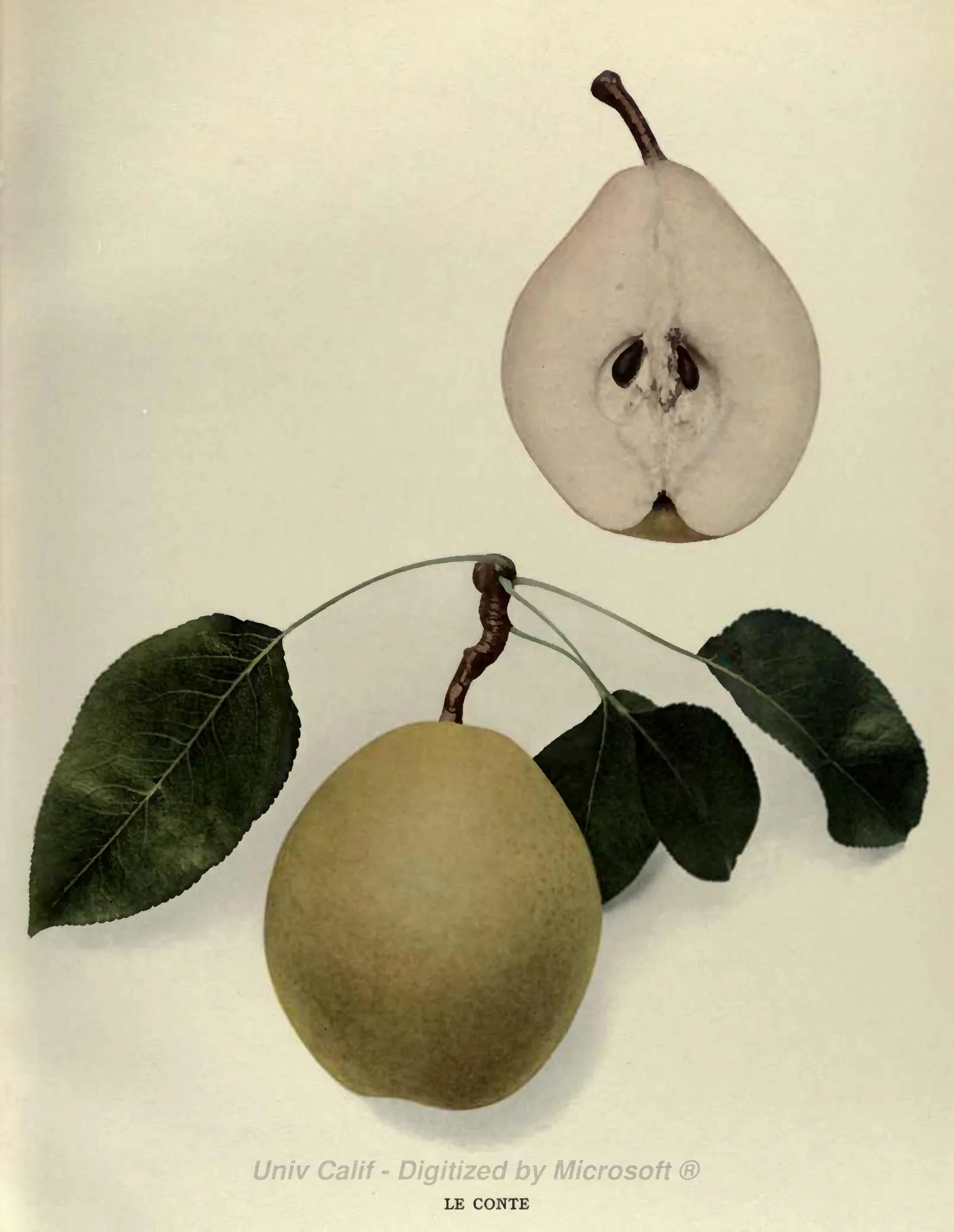 Illustration from Hedrick, The Pears of New York (1921)