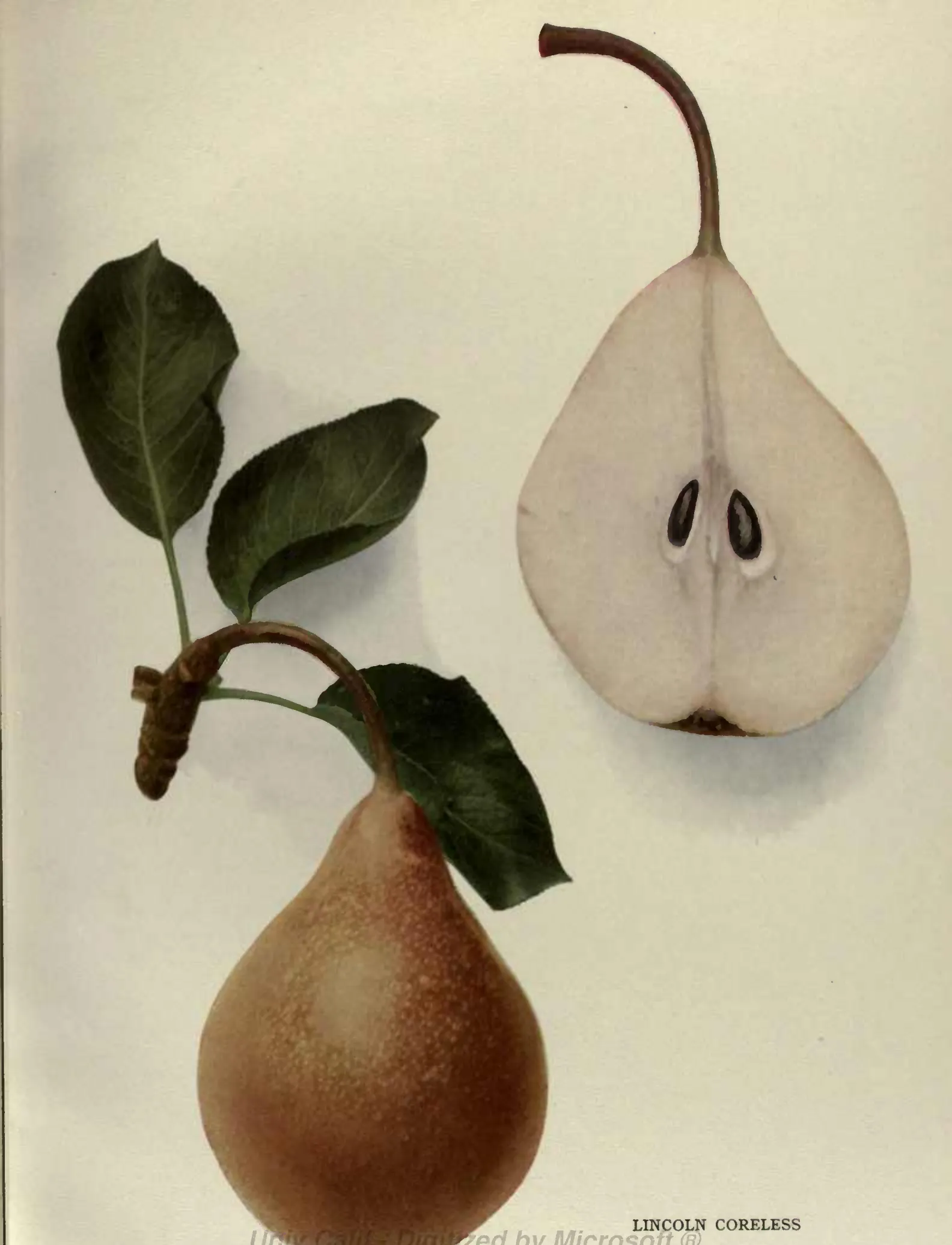 Illustration from Hedrick, The Pears of New York (1921)