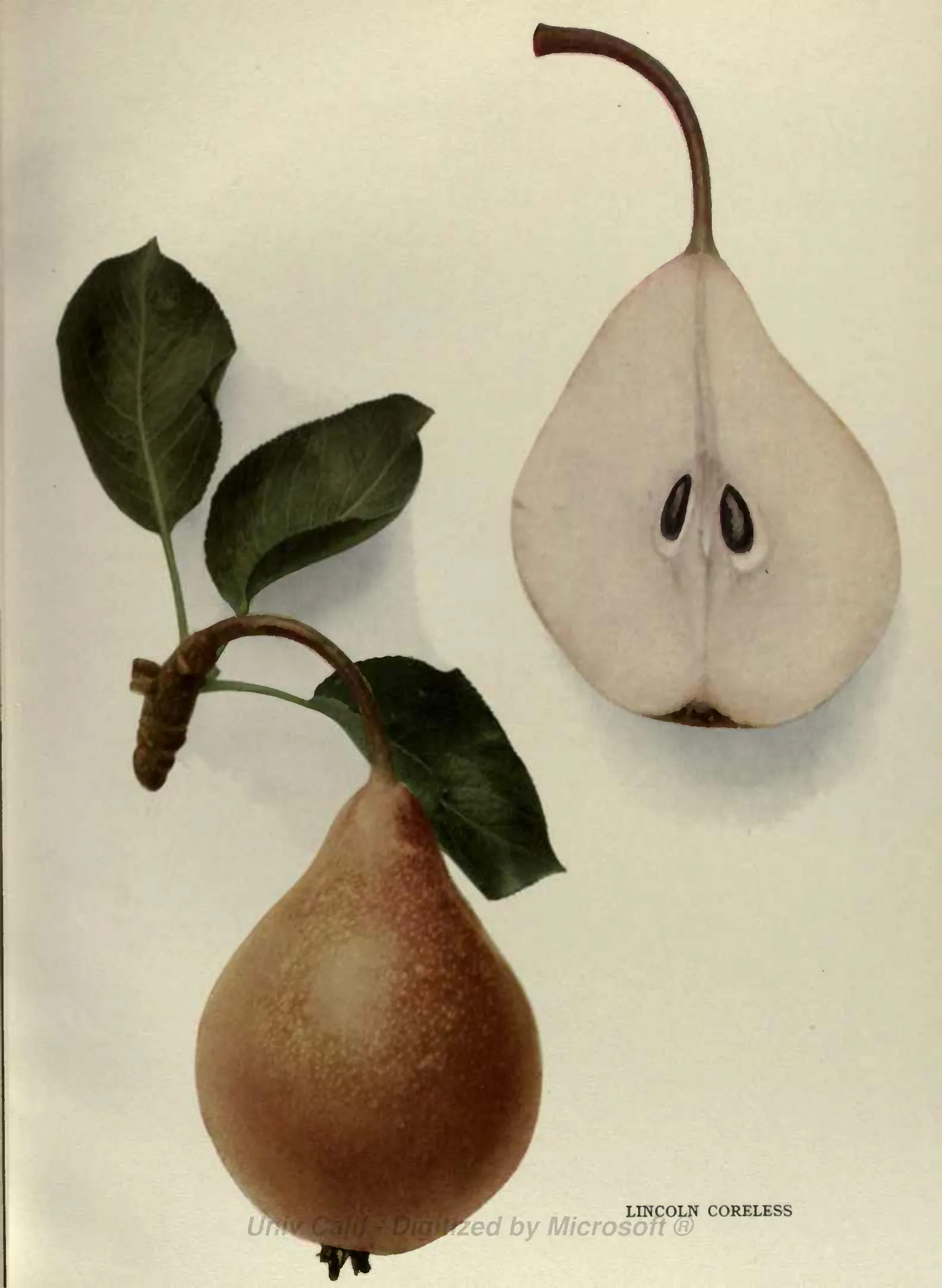 Illustration of Lincoln Coreless