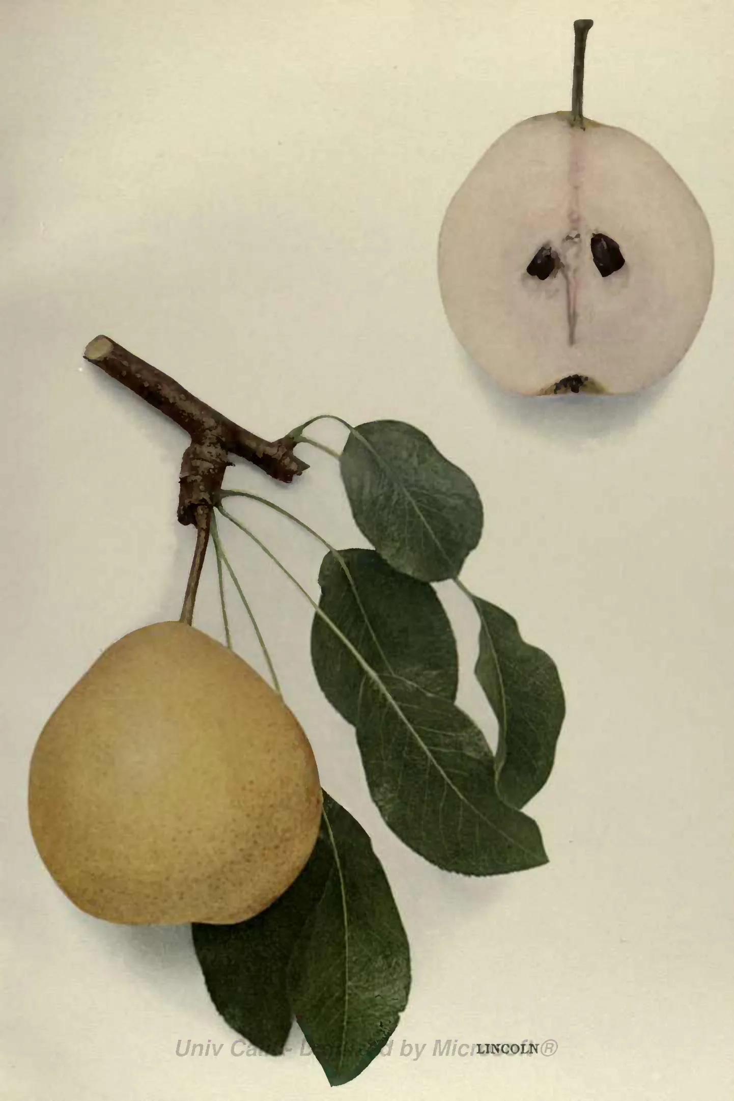 Illustration from Hedrick, The Pears of New York (1921)