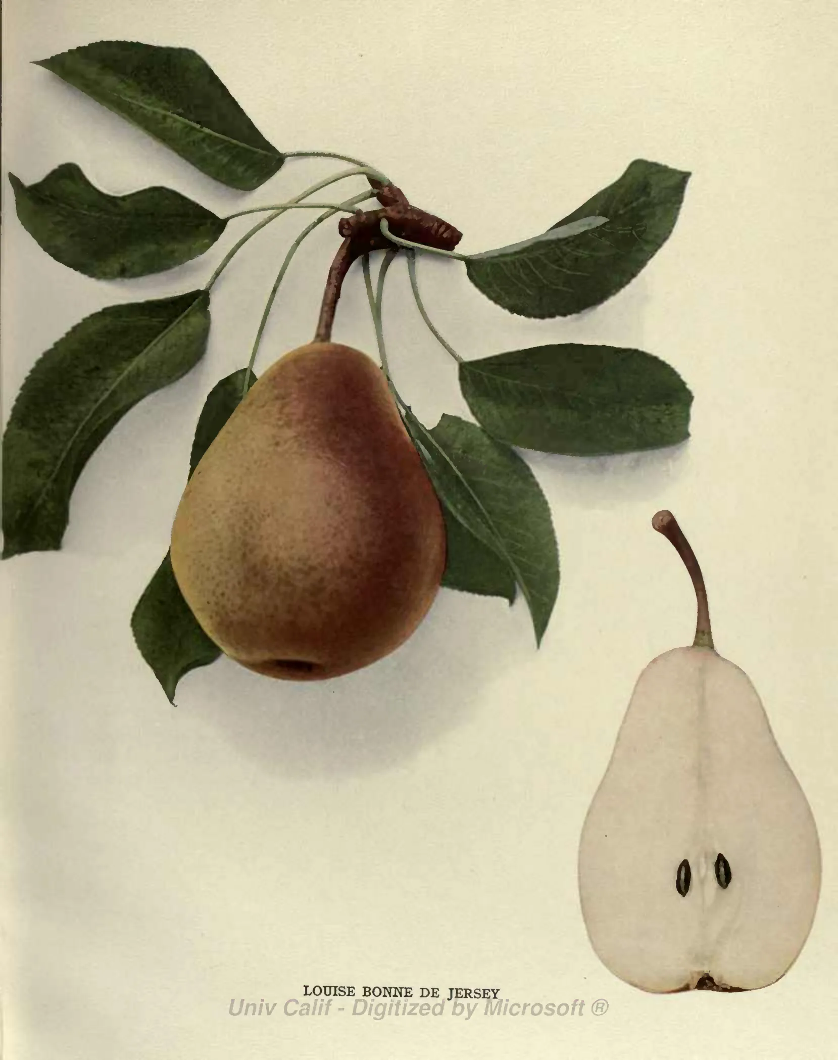 Illustration of Louise Bonne De Jersey