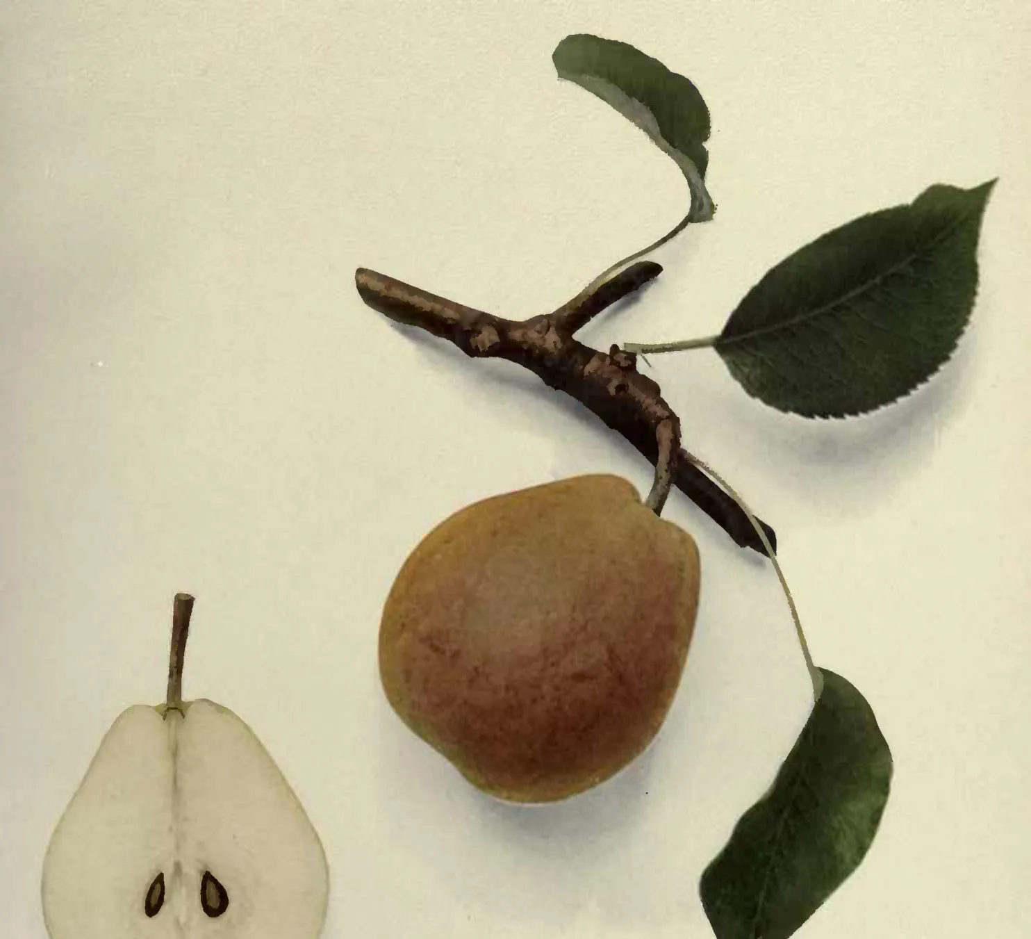 Illustration from Hedrick, The Pears of New York (1921)