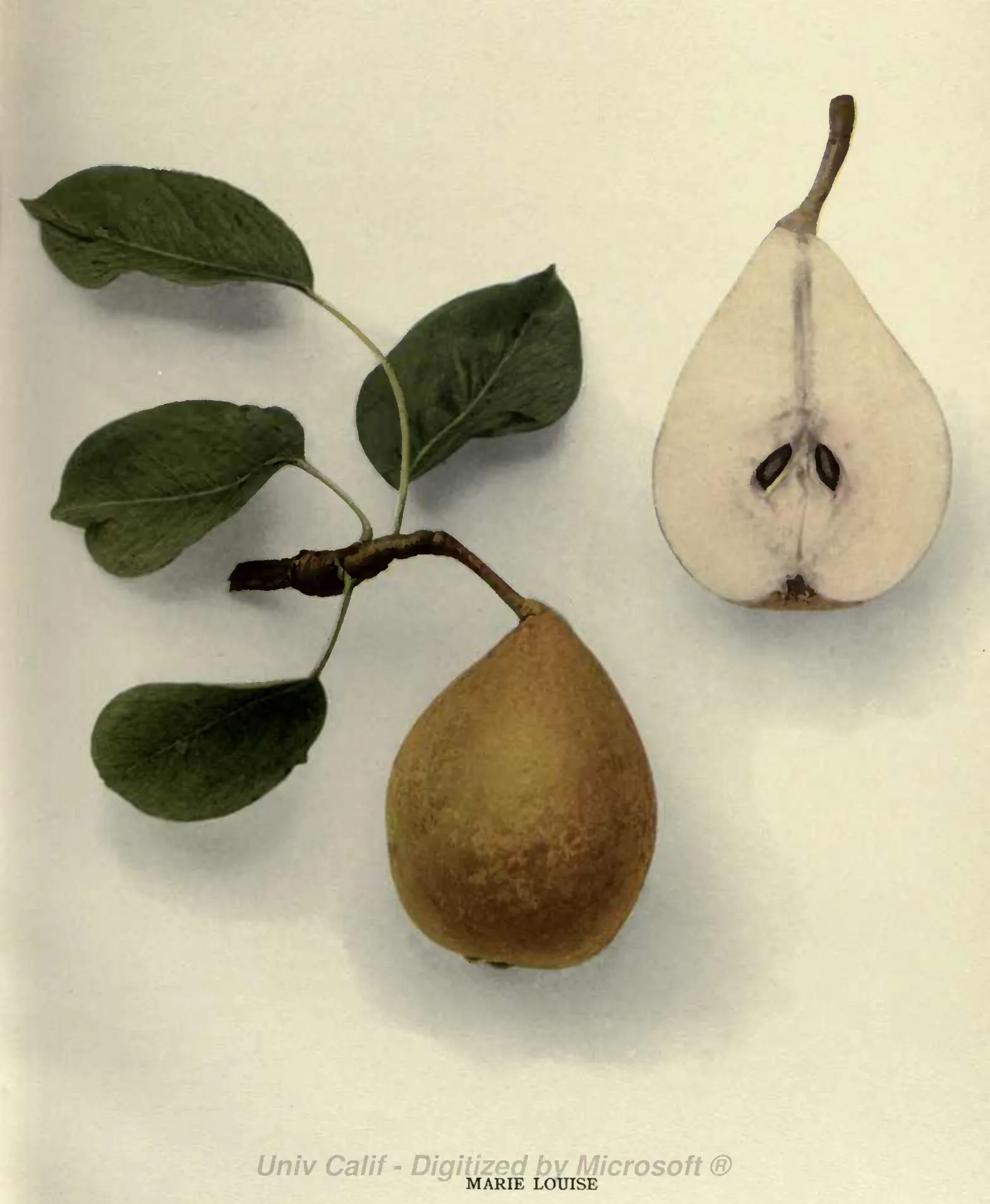 Illustration from Hedrick, The Pears of New York (1921)