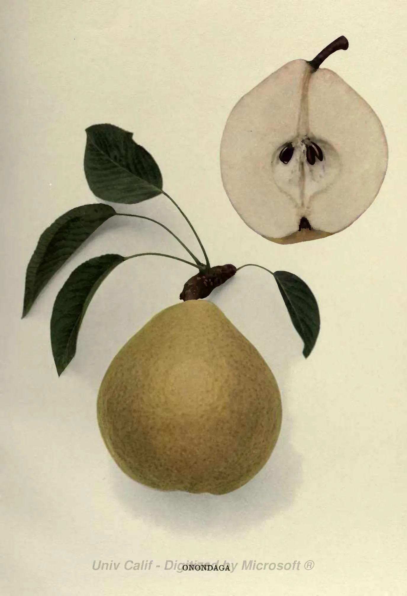 Illustration from Hedrick, The Pears of New York (1921)