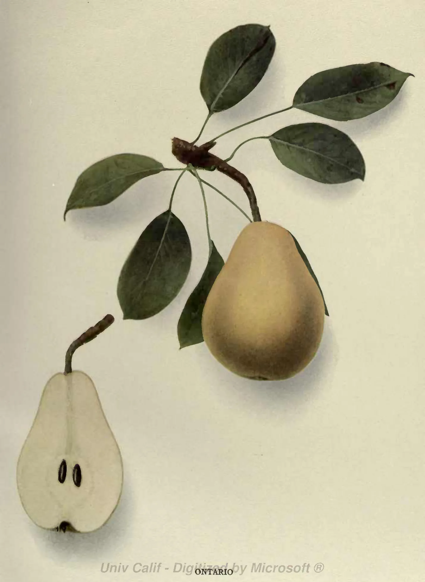 Illustration from Hedrick, The Pears of New York (1921)
